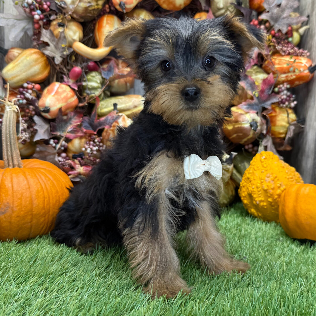 Yorkshire terrier puppy image 2