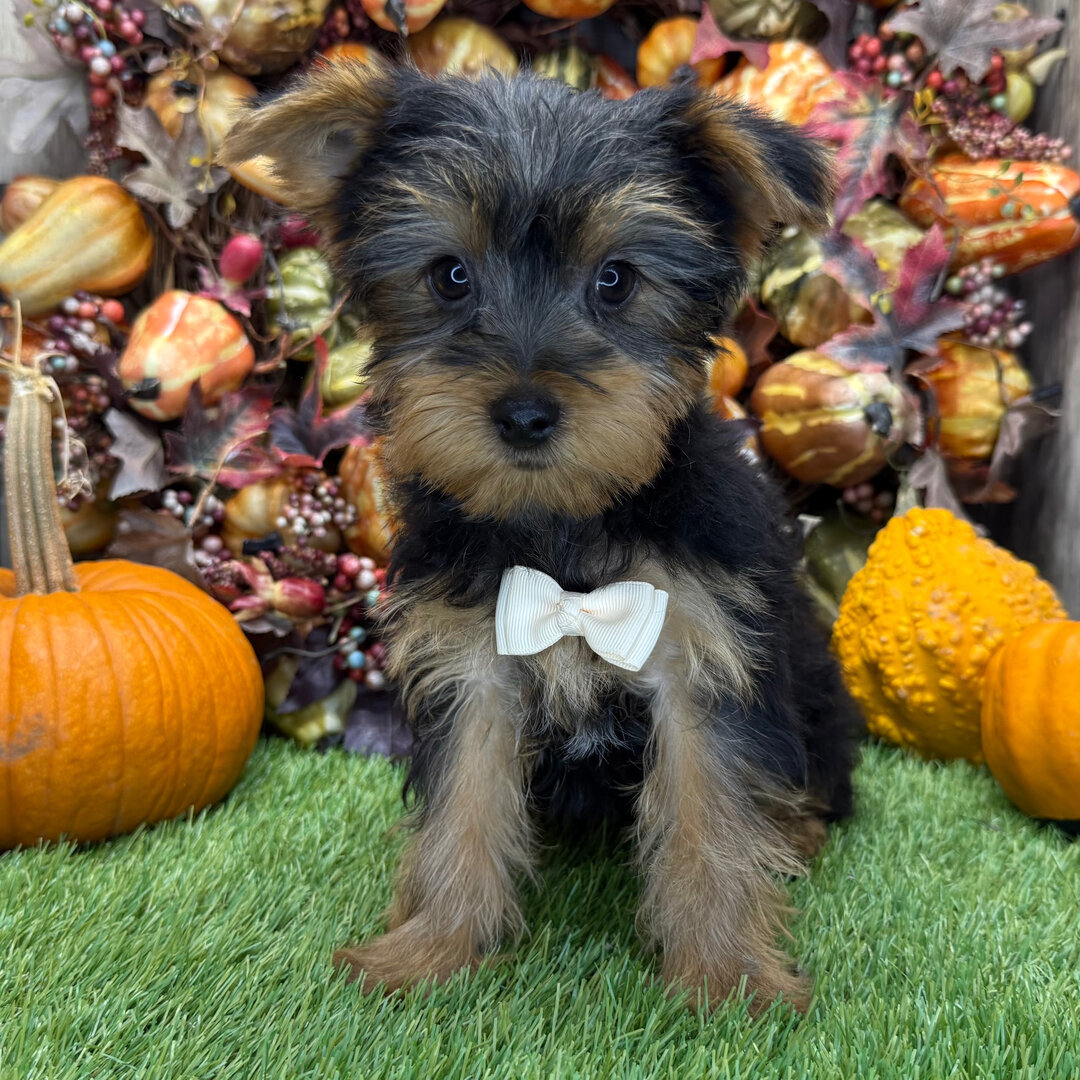 Yorkshire terrier puppy image 3