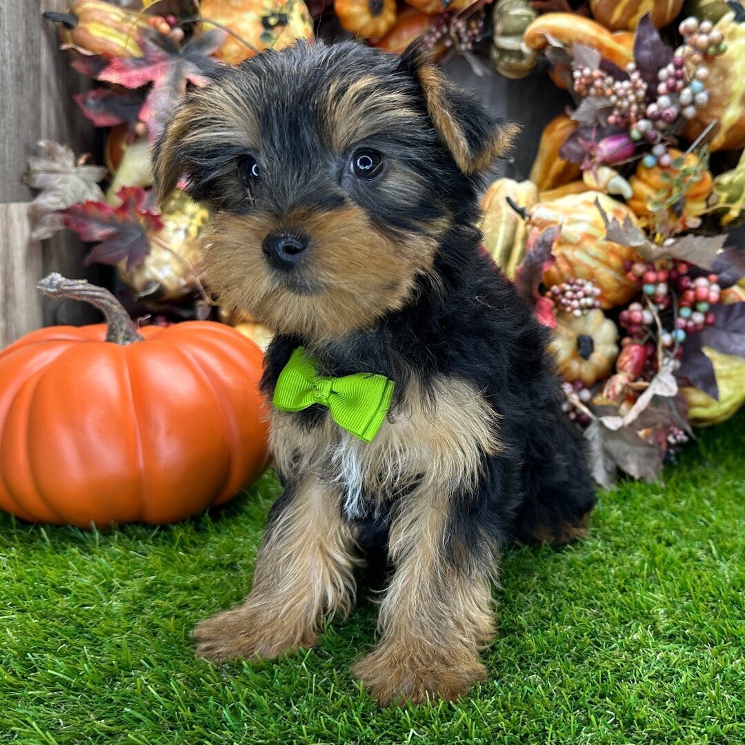 Yorkshire terrier puppy image 4