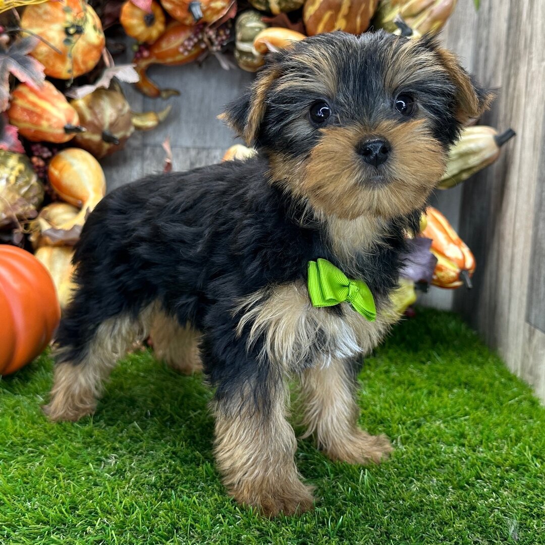 Yorkshire terrier puppy image 6
