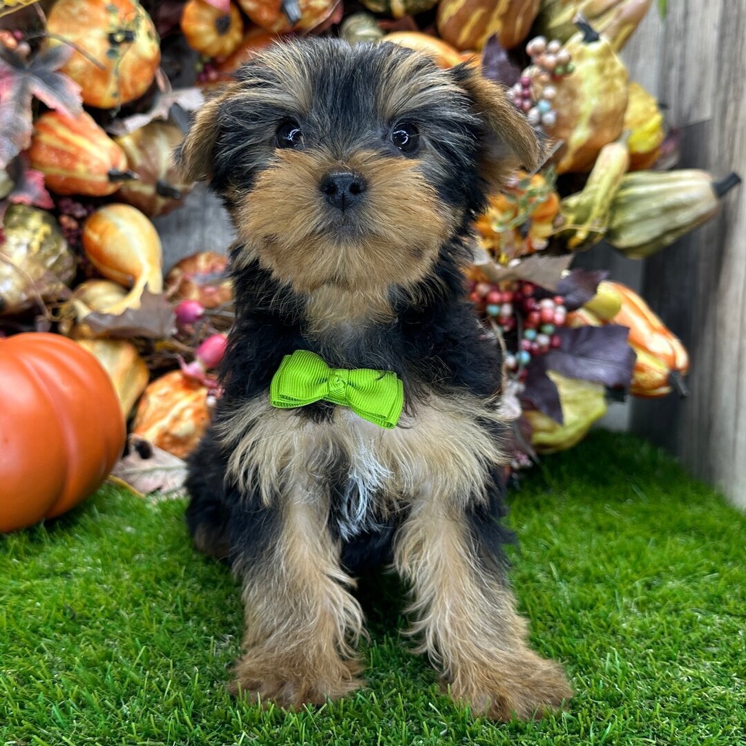 Yorkshire terrier puppy image 7