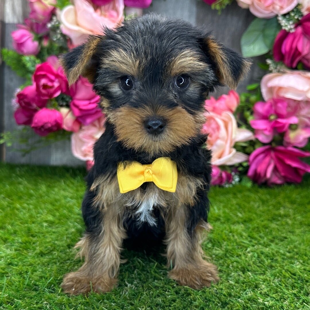 Yorkshire terrier puppy image 10