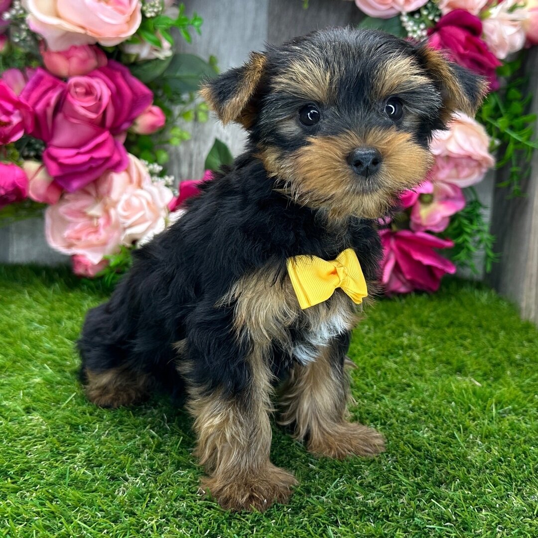 Yorkshire terrier puppy image 9
