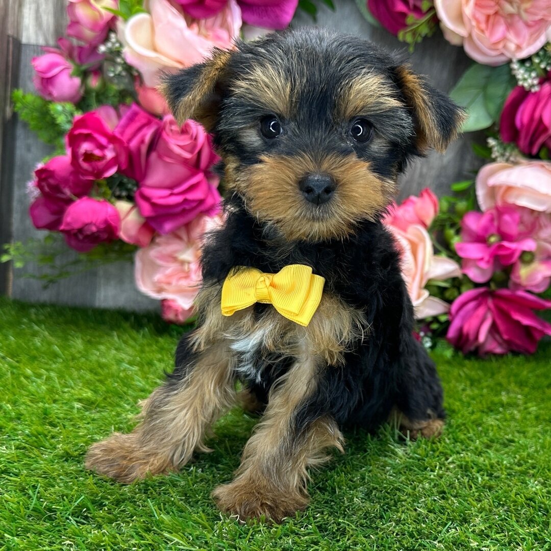 Yorkshire terrier puppy image 8