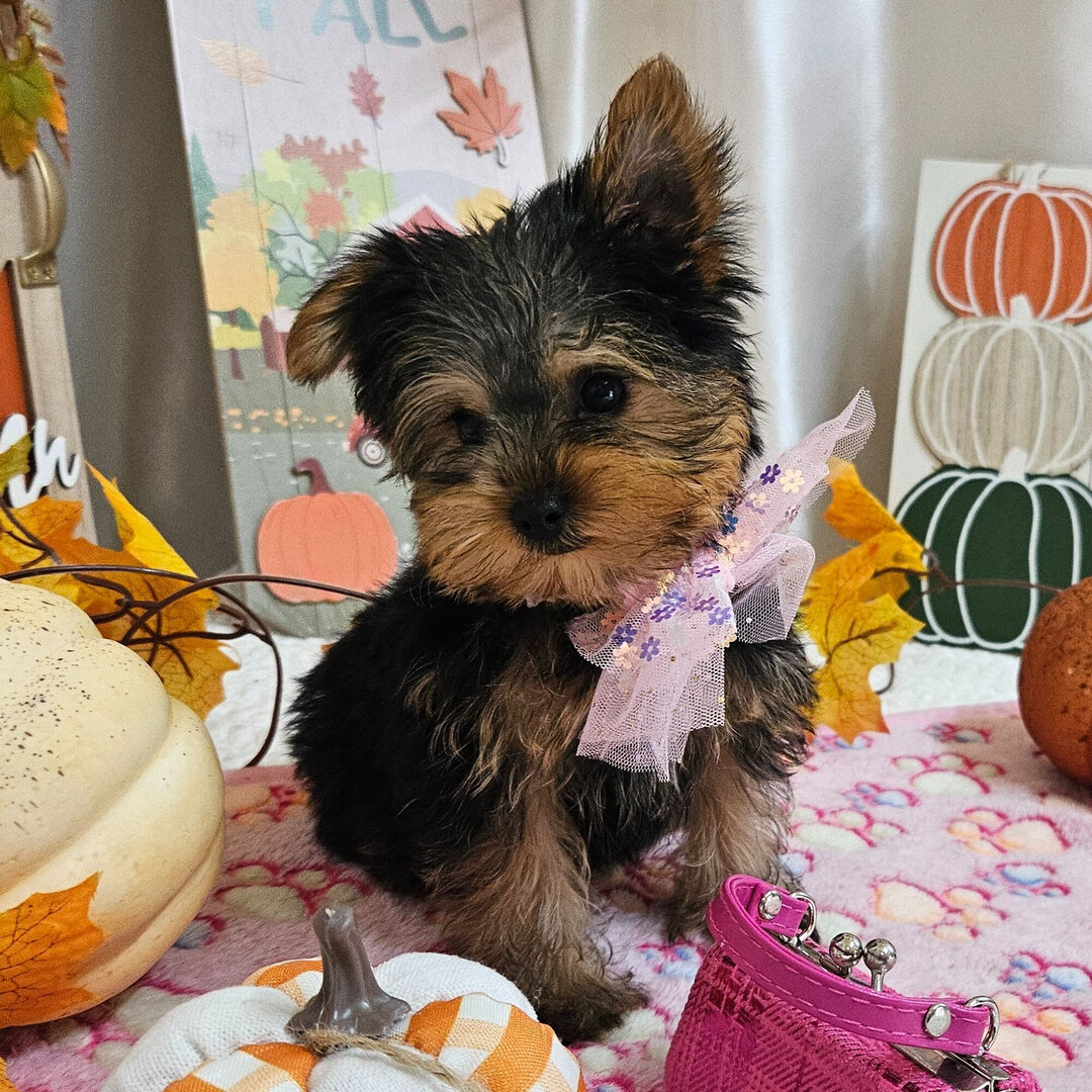 Yorkshire terrier image 2