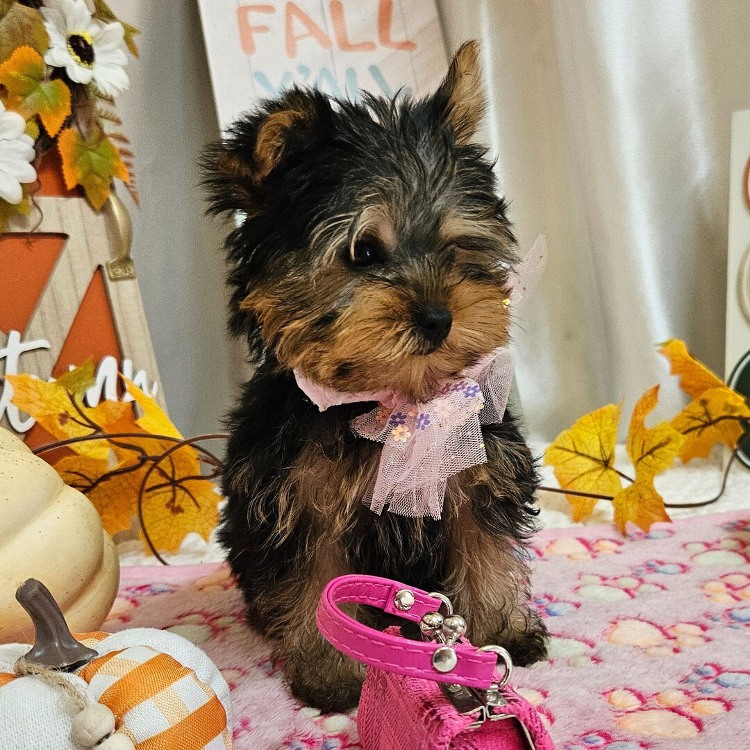 Yorkshire terrier image 4