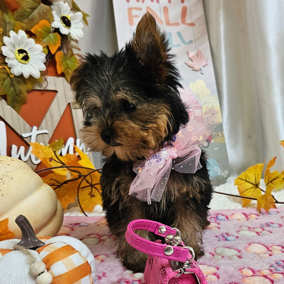 Yorkshire terrier image 3