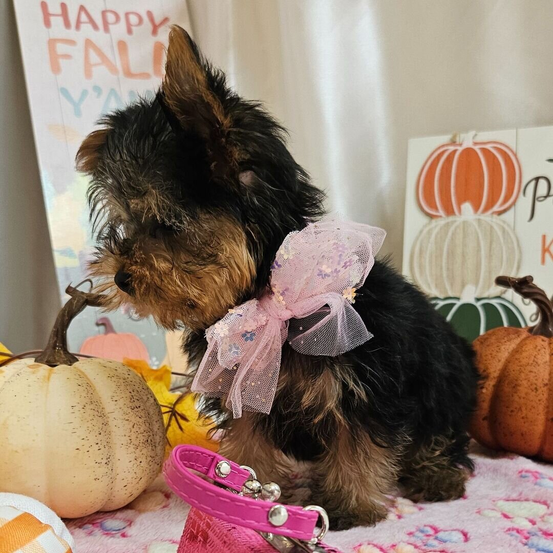 Yorkshire terrier image 8