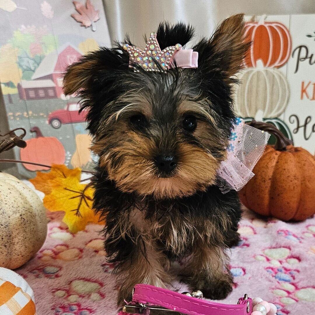Yorkshire terrier image 9