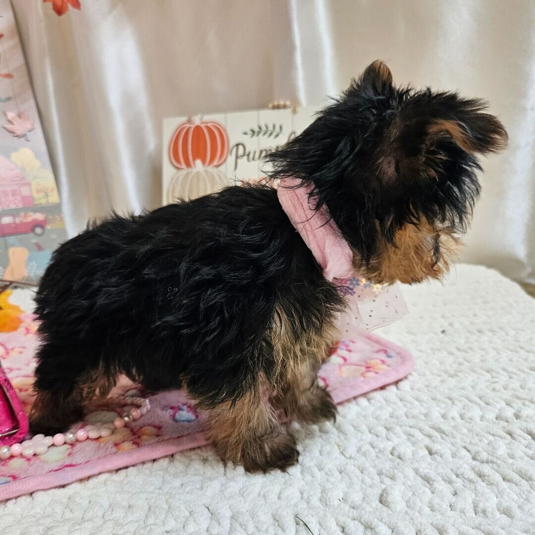 Yorkshire terrier image 6