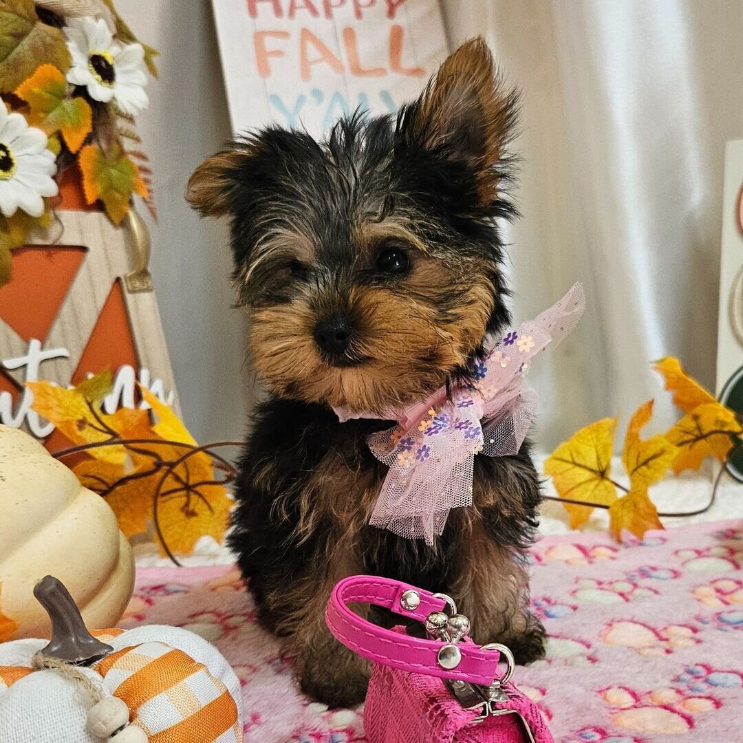 Yorkshire terrier image 7