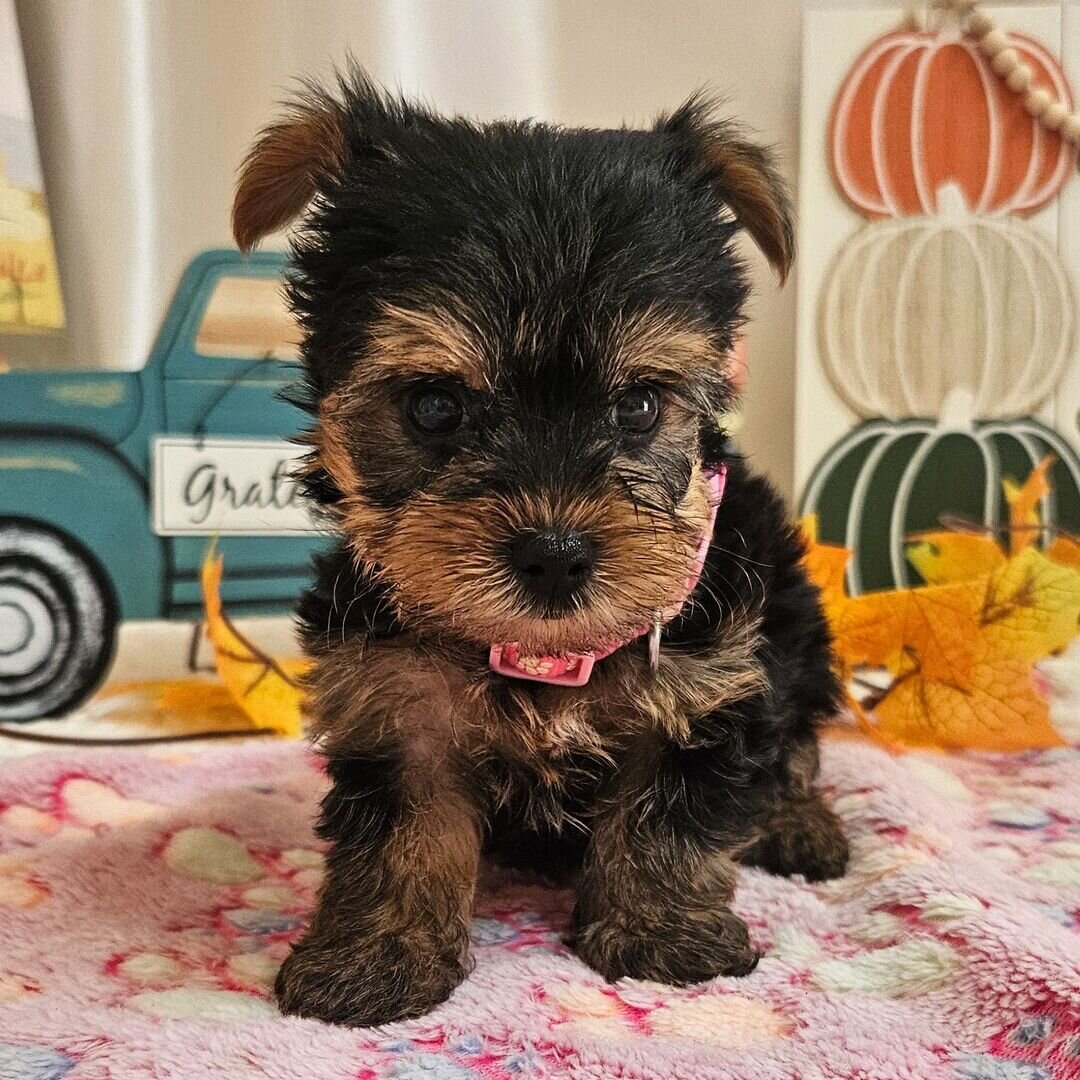 Yorkshire terrier image 10
