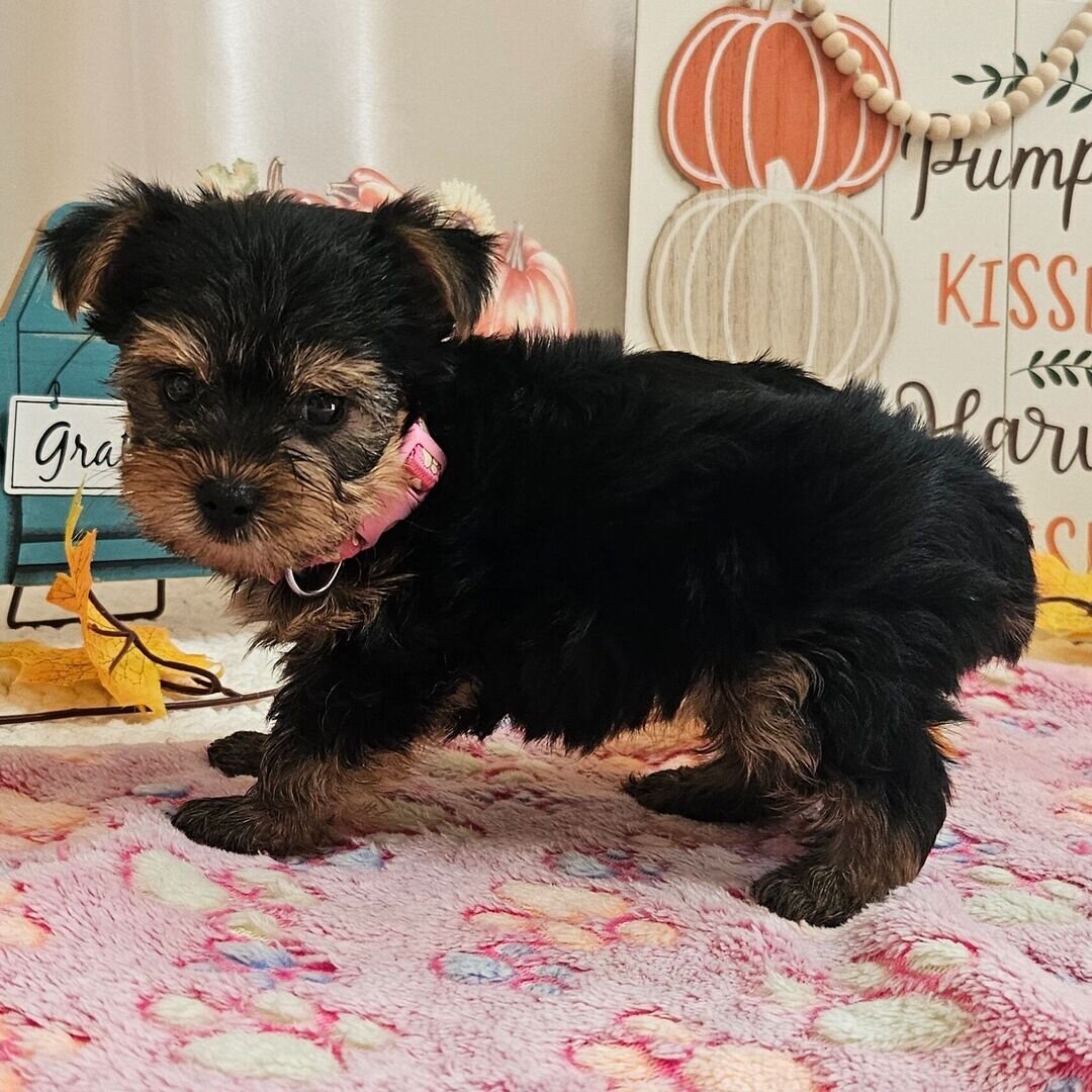 Yorkshire terrier image 5