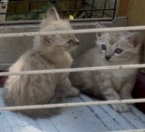 Cashmere Seal Lynx Point Bengal Snow Kittens image 1