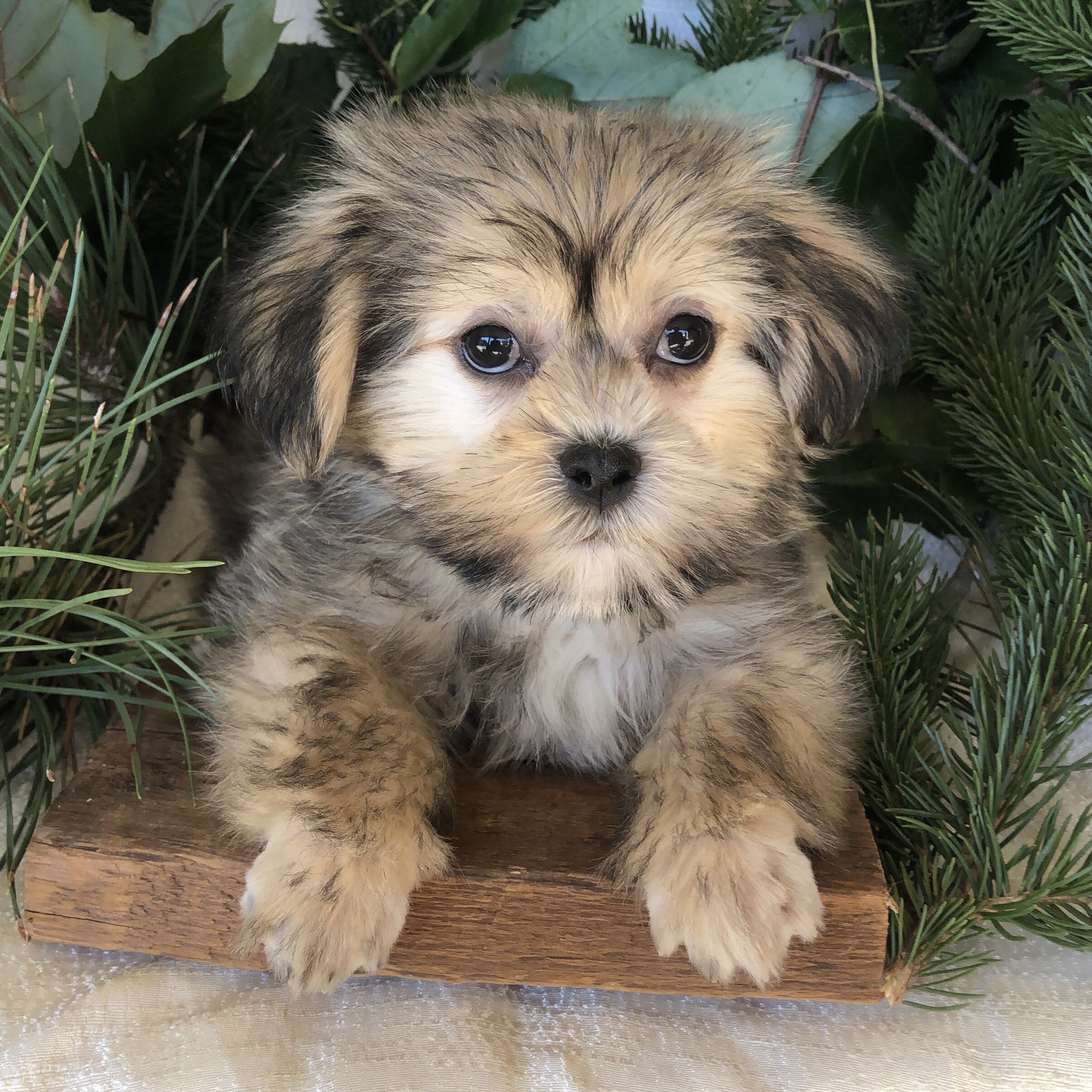Shipoo/malshi puppies for sale in Michigan image 6