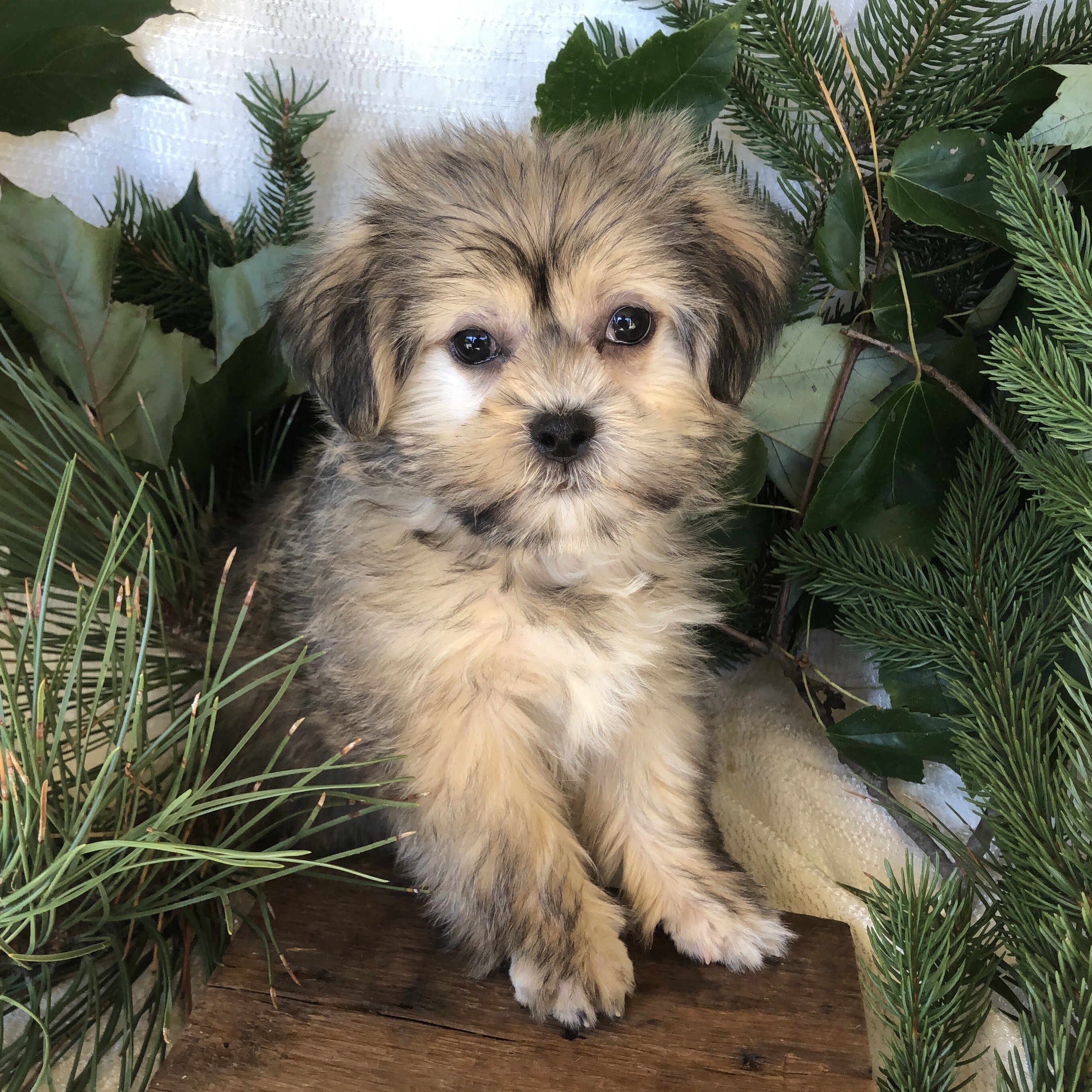 Shipoo/malshi puppies for sale in Michigan image 5