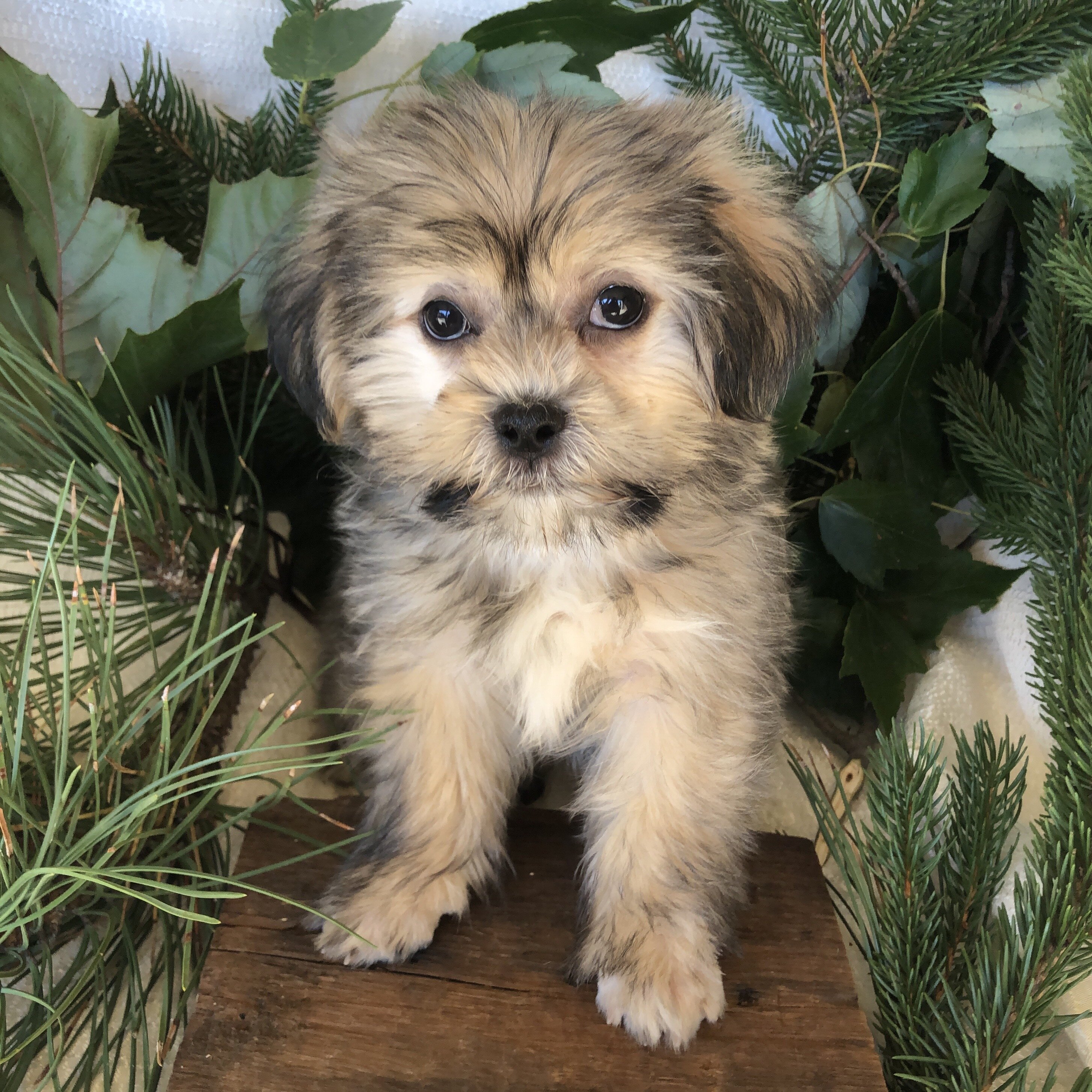 Shipoo/malshi puppies for sale in Michigan image 4