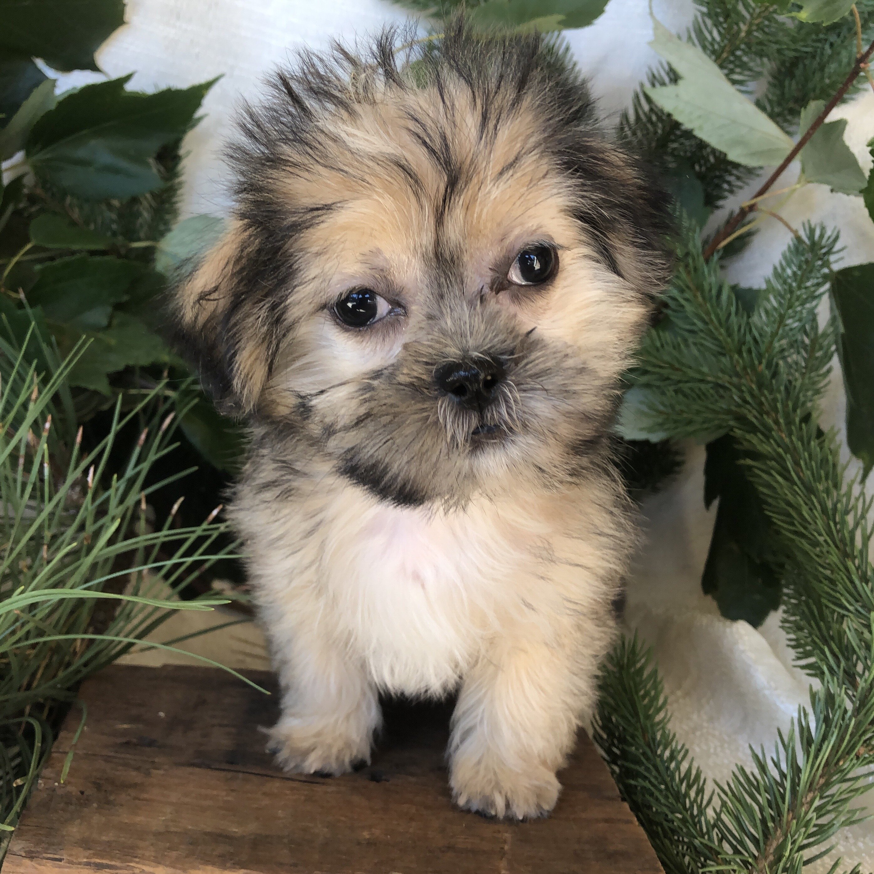 Shipoo/malshi puppies for sale in Michigan image 3
