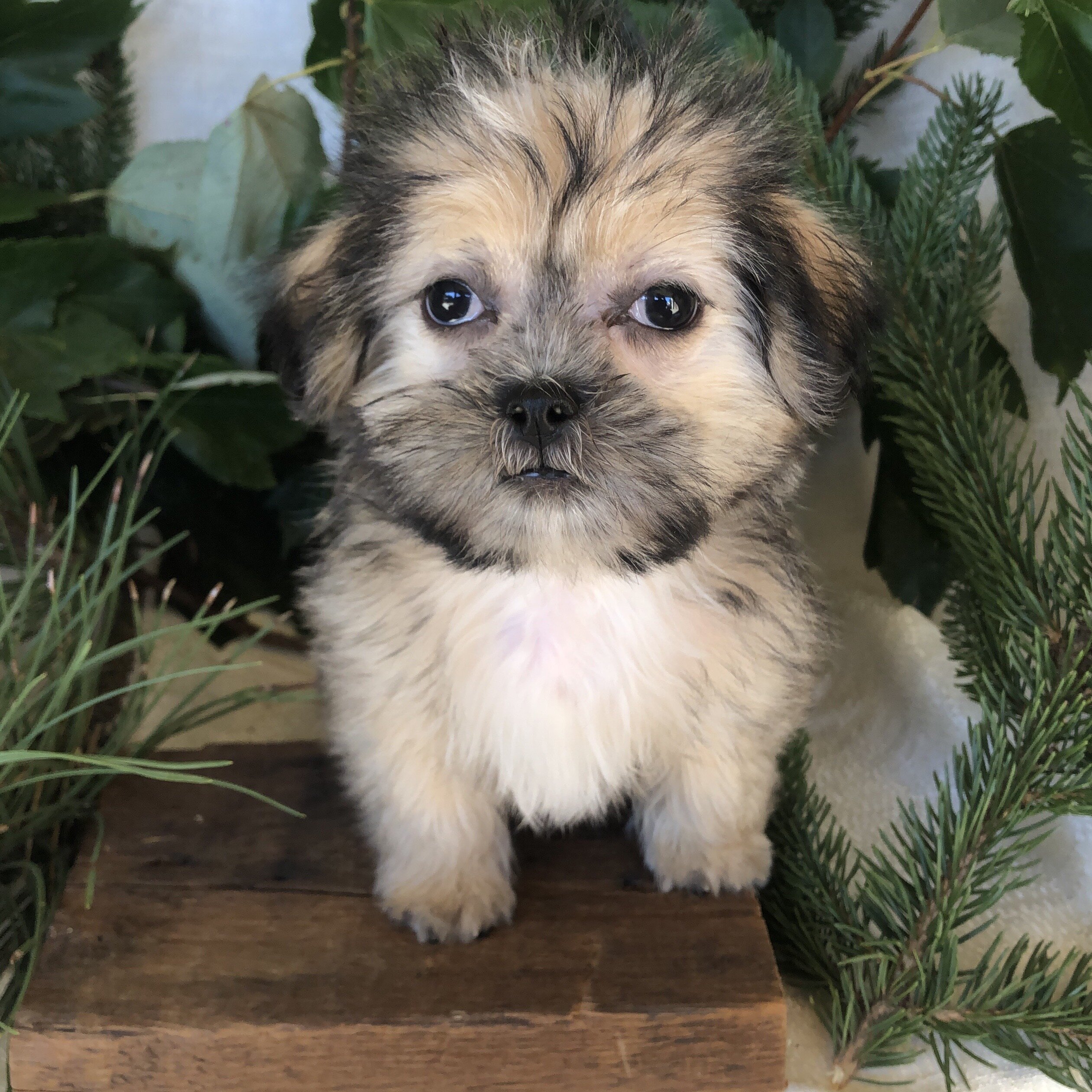 Shipoo/malshi puppies for sale in Michigan image 2