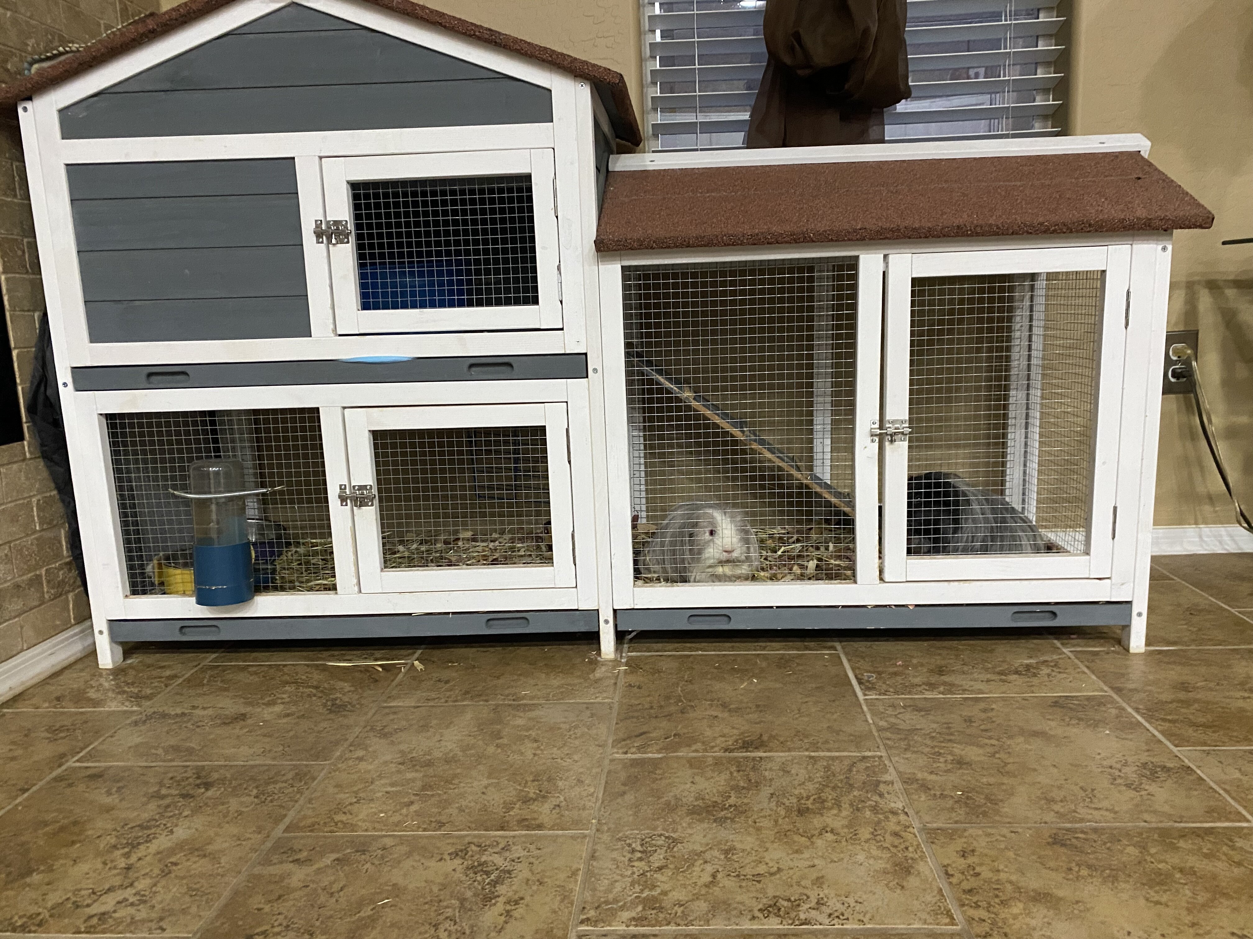 Guinea pigs image 7