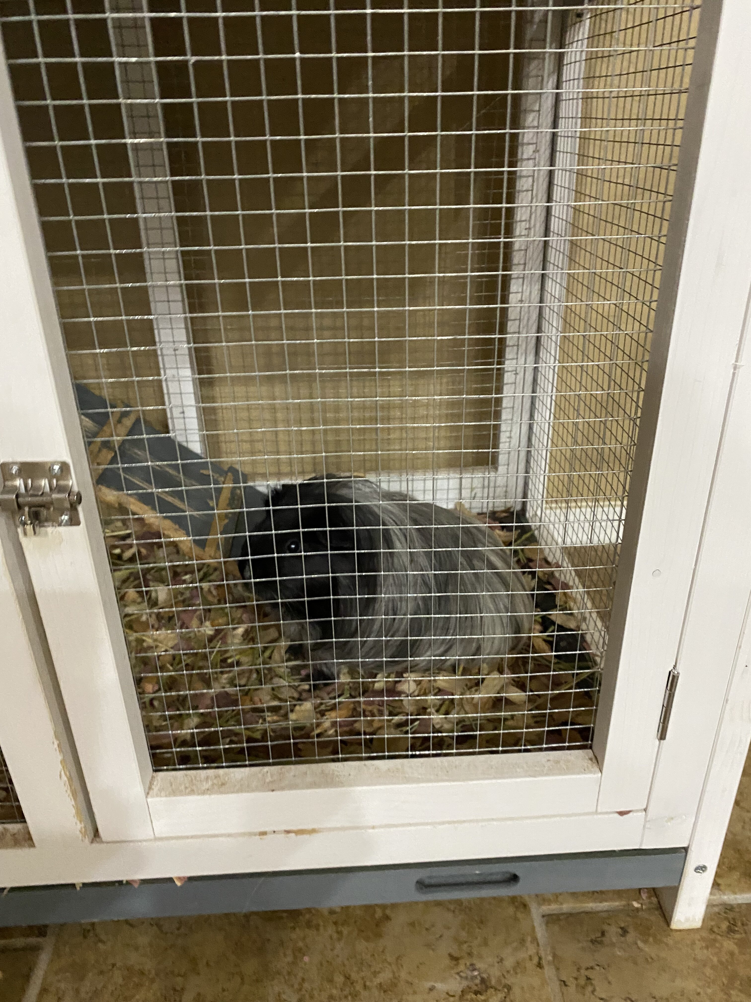 Guinea pigs image 6
