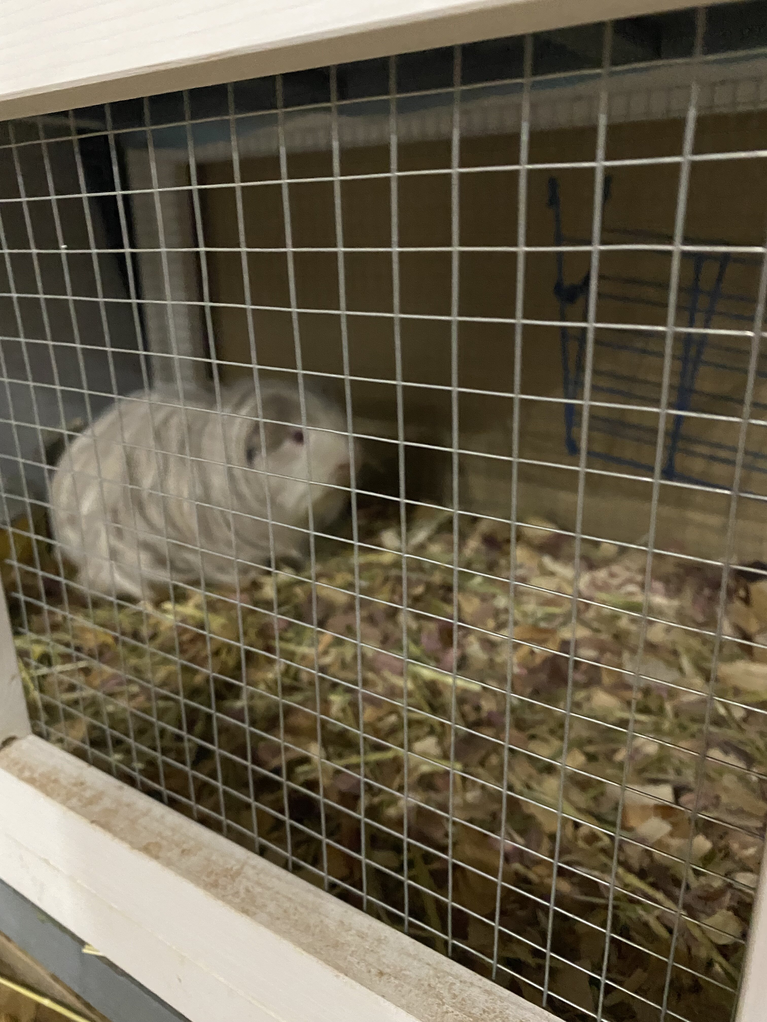 Guinea pigs image 5