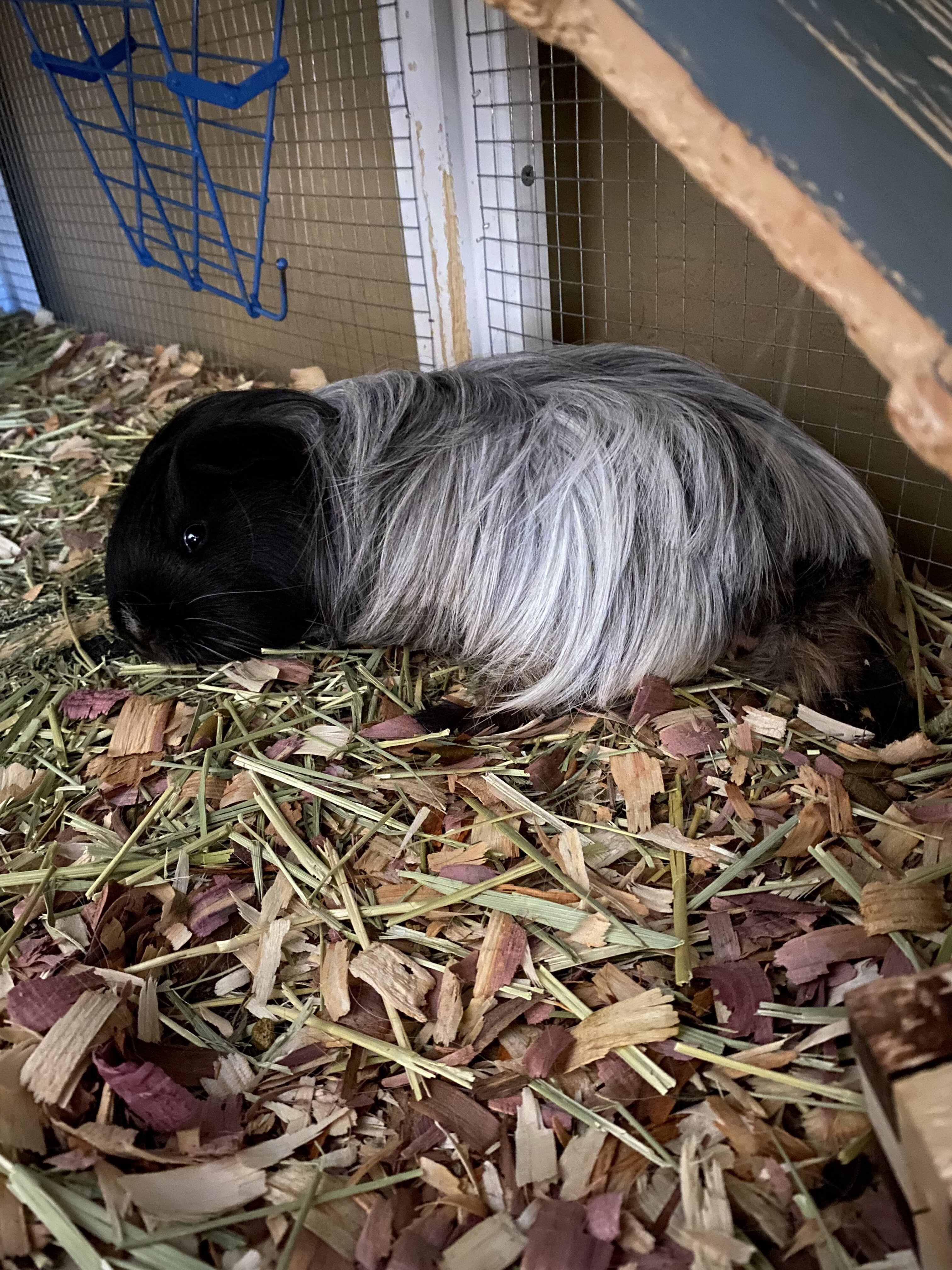 Guinea pigs image 4