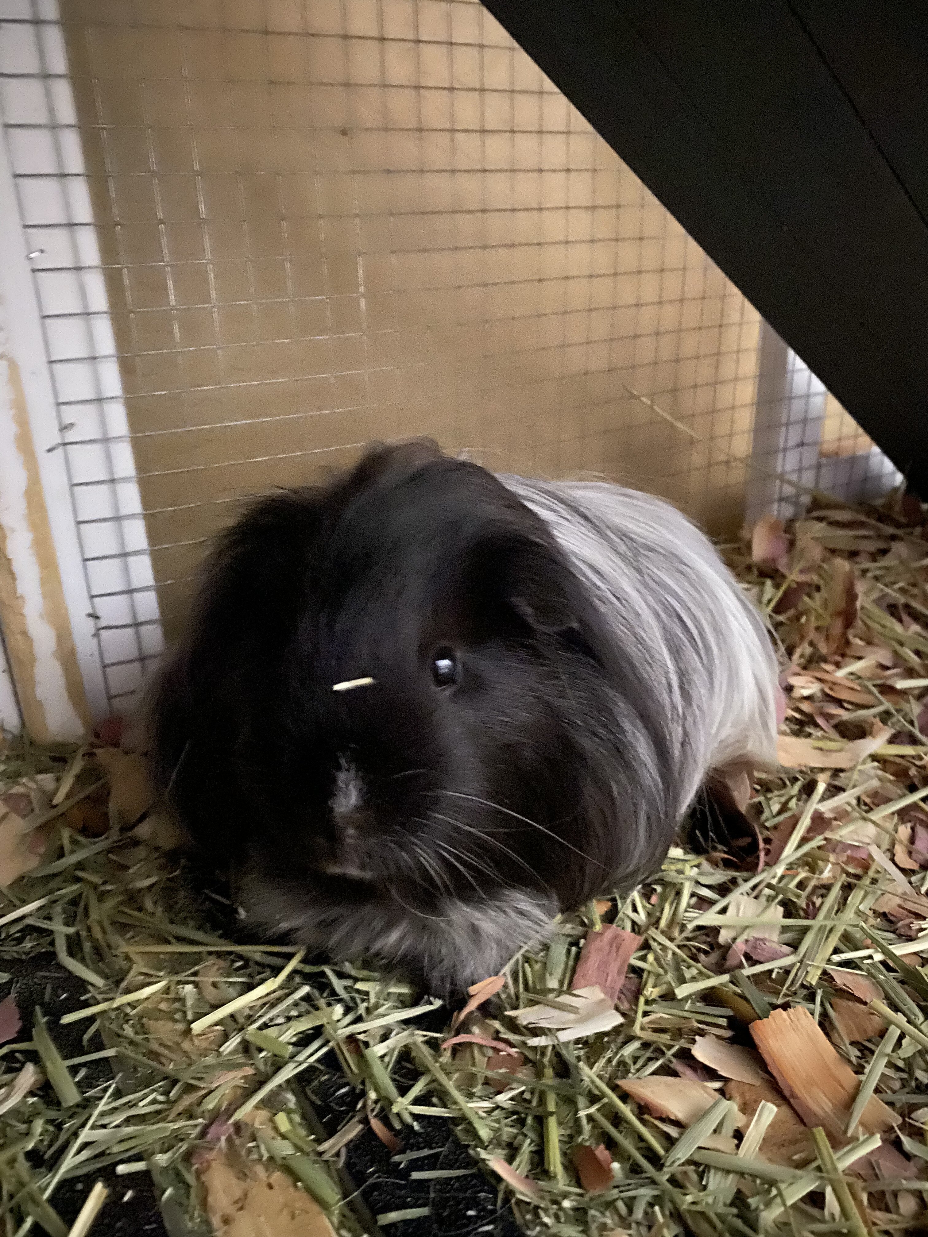 Guinea pigs image 3