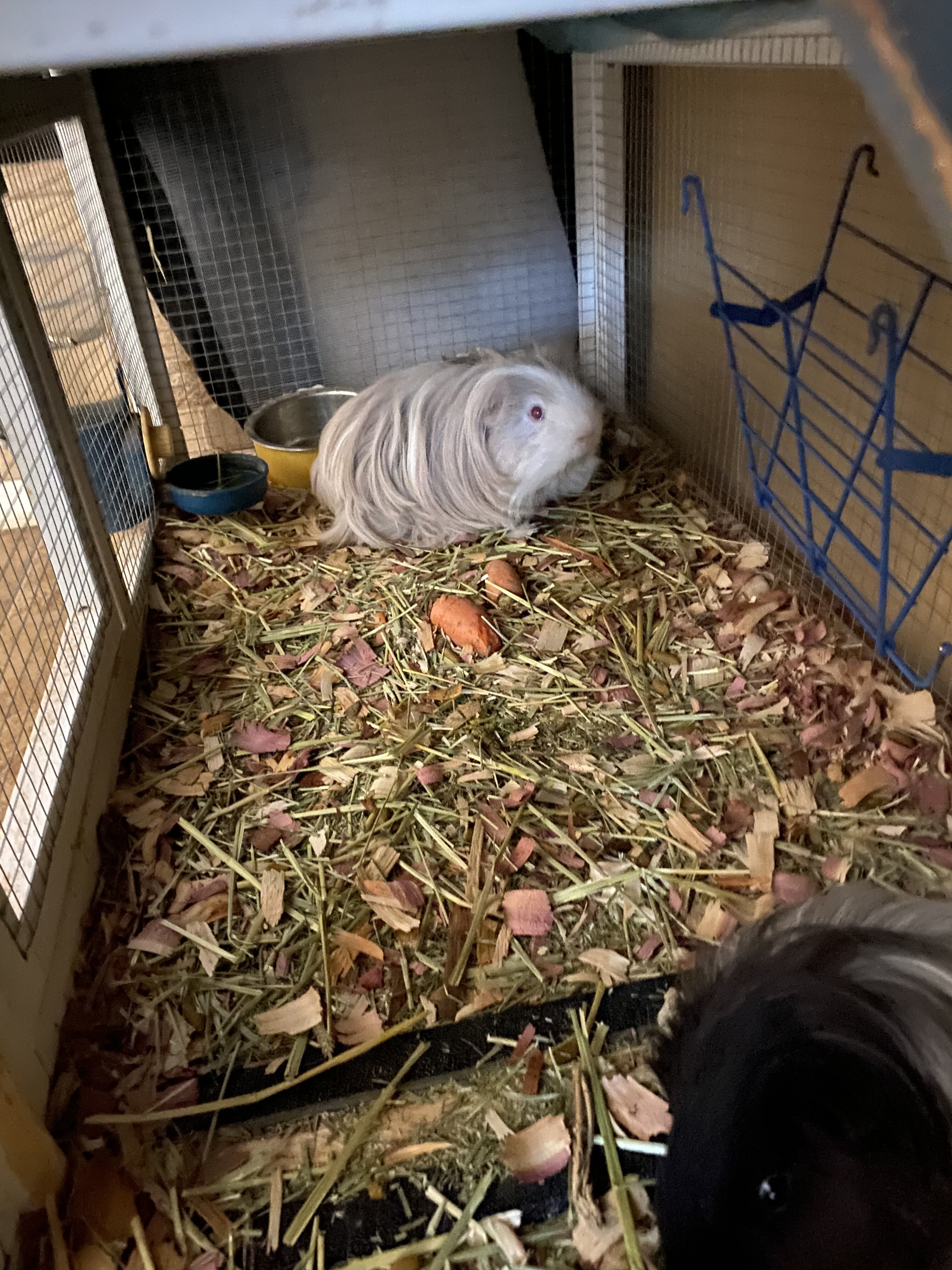 Guinea pigs image 2