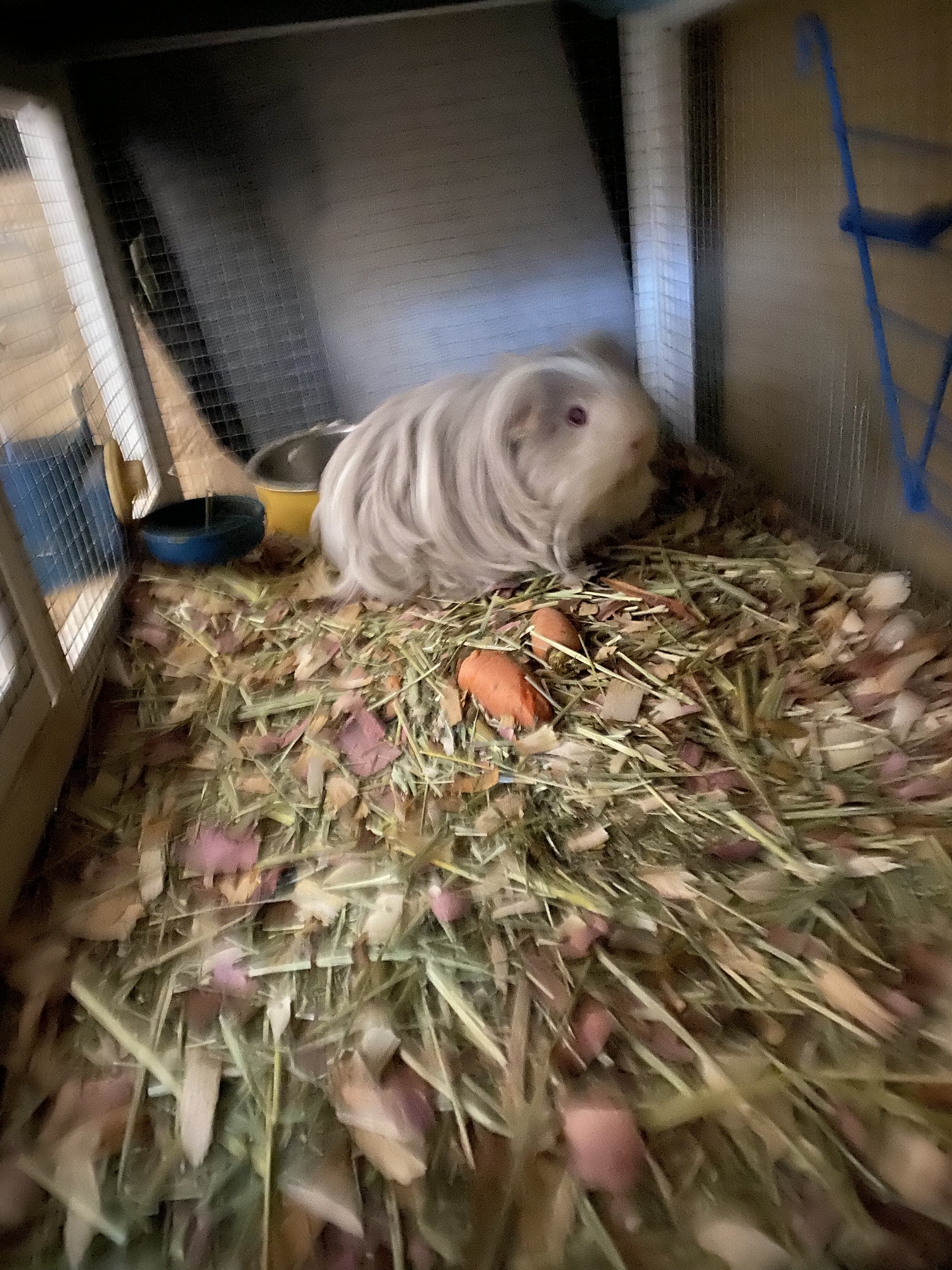Guinea pigs image 1