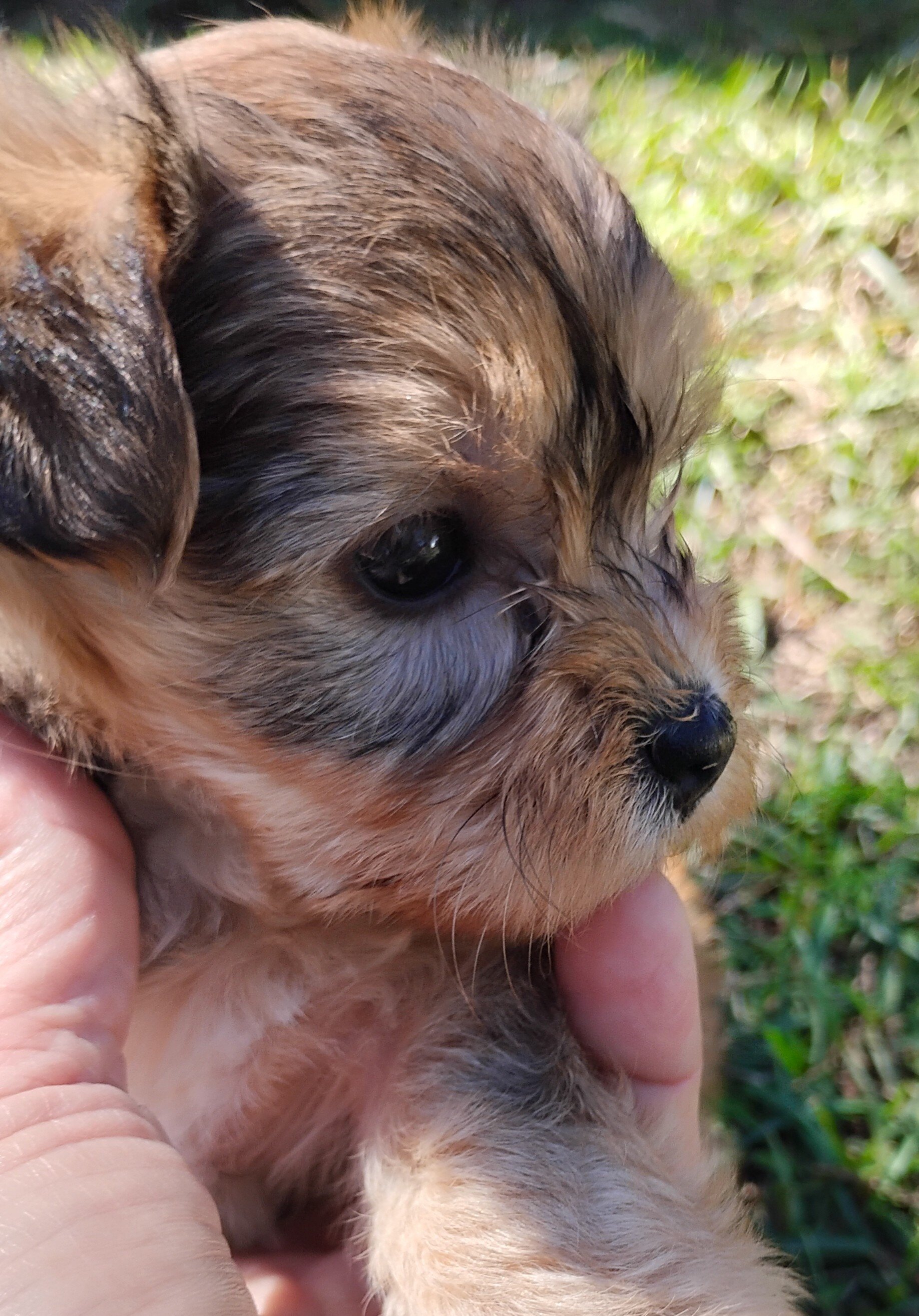 Yorkie puppies image 2