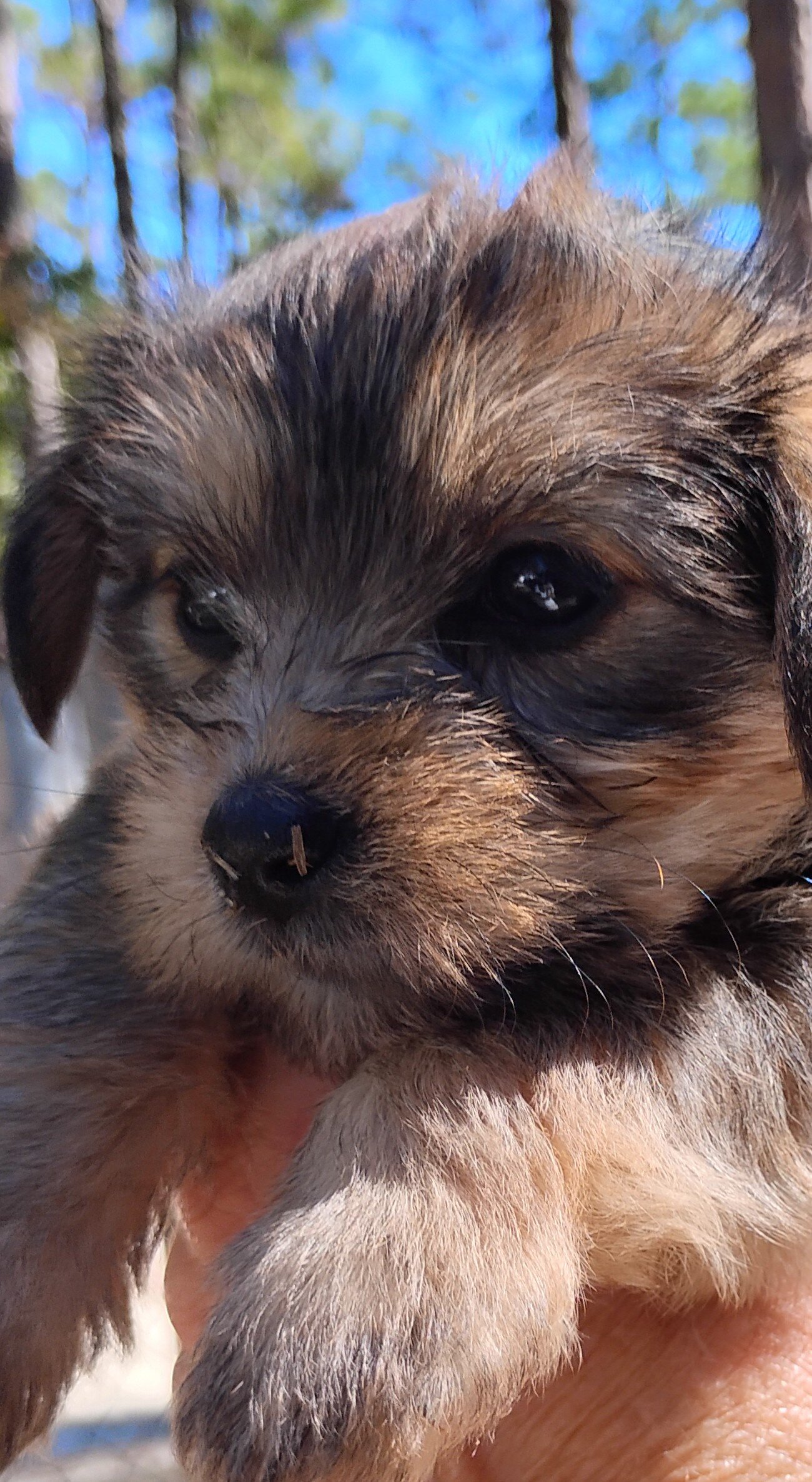 Yorkie puppies image 1