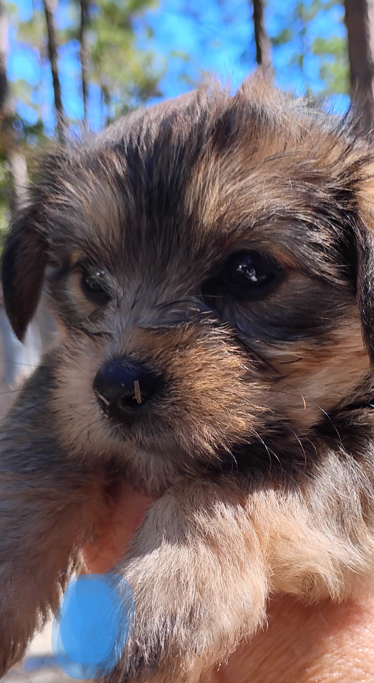 Yorkie puppies image 4