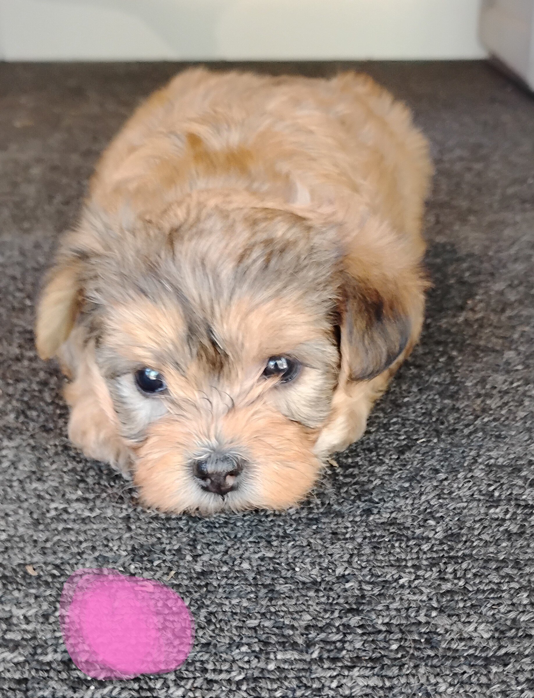 Yorkie puppies image 3
