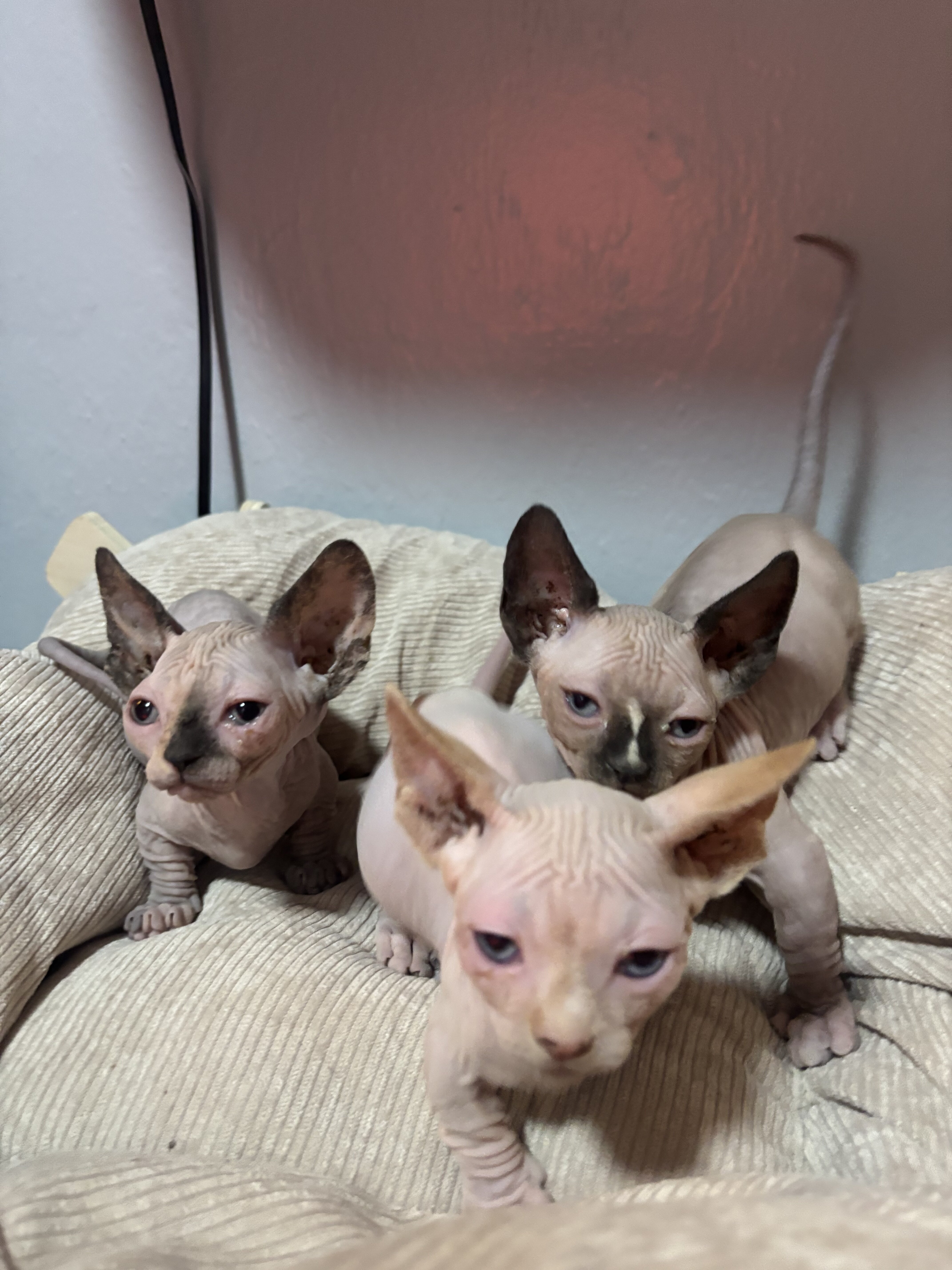 kitten image 4