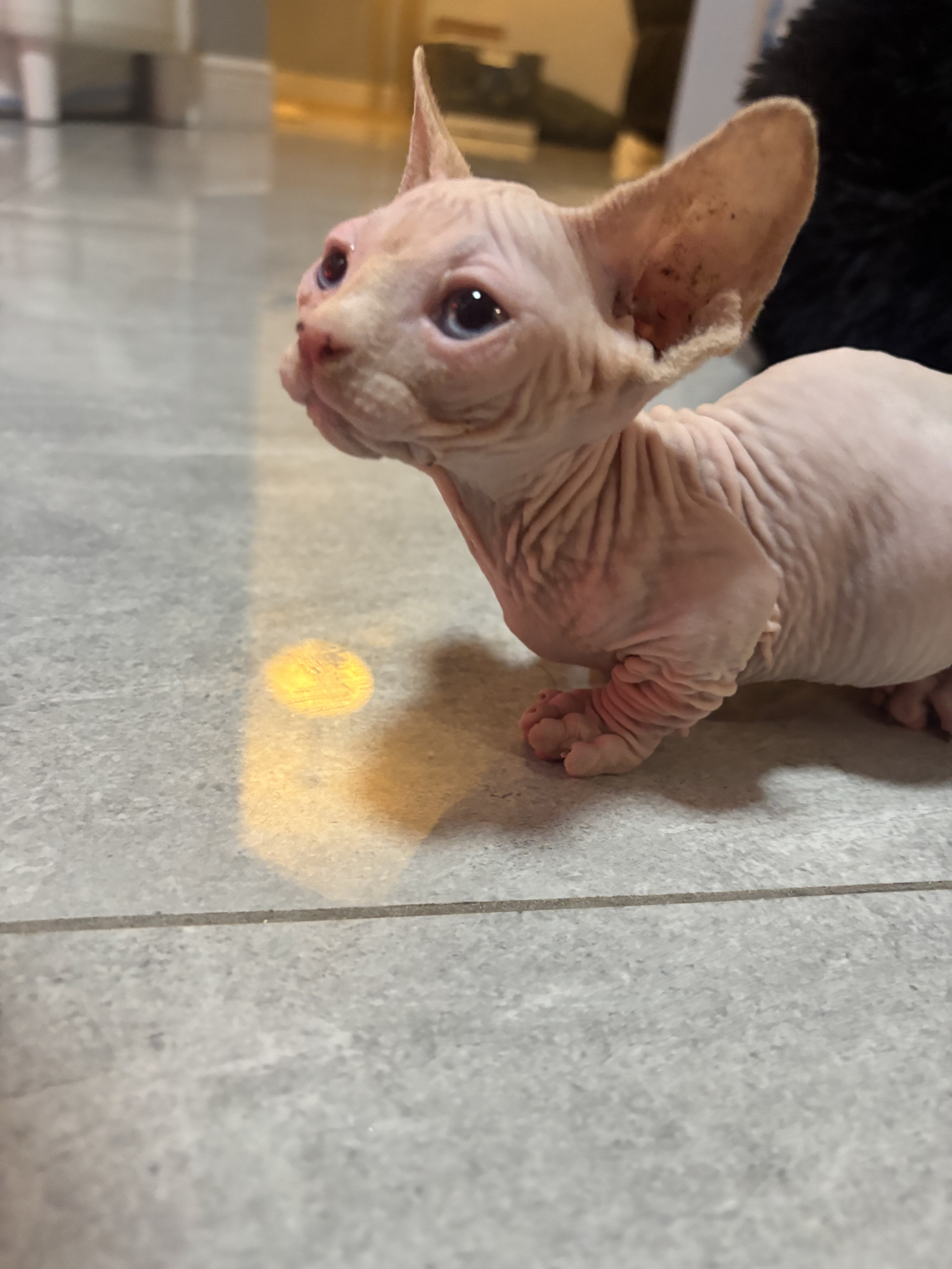 kitten image 3