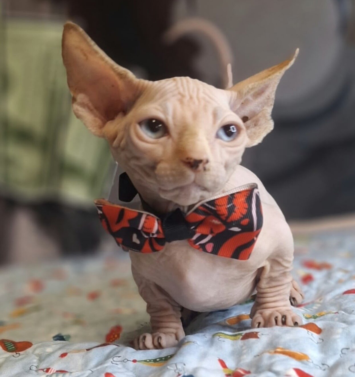 kitten image 2