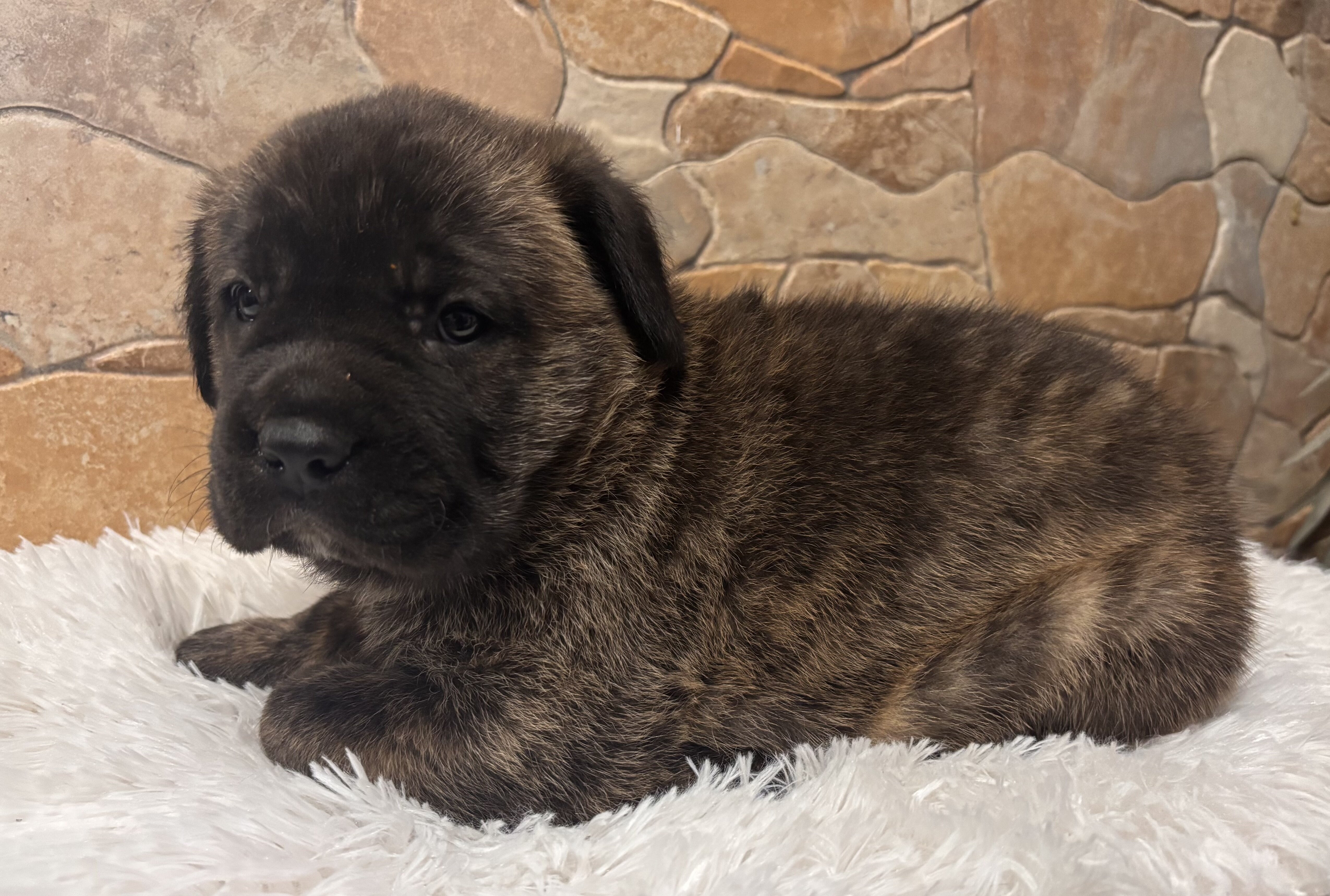 Cane Corso Puppies image 3