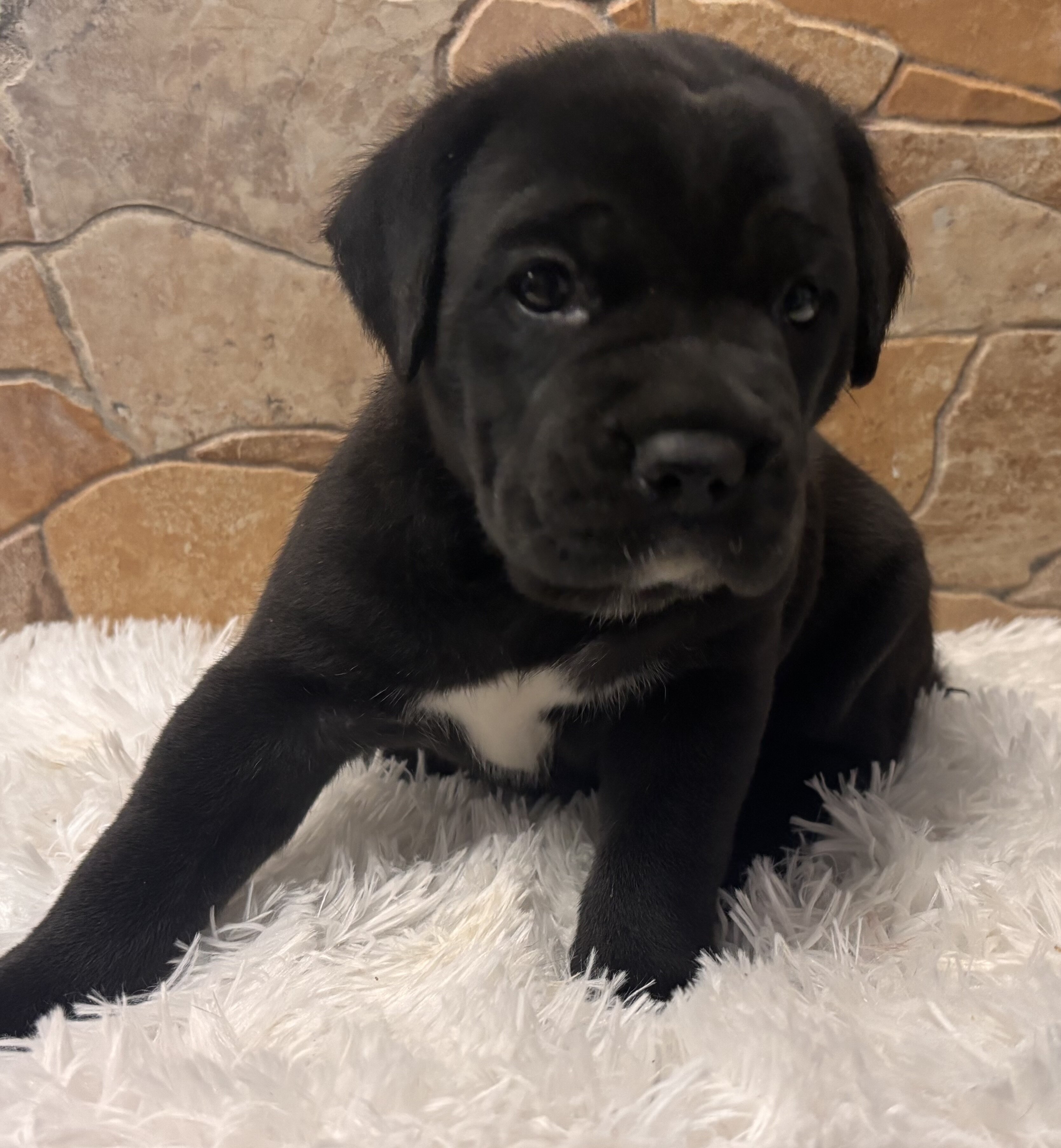 Cane Corso Puppies image 2