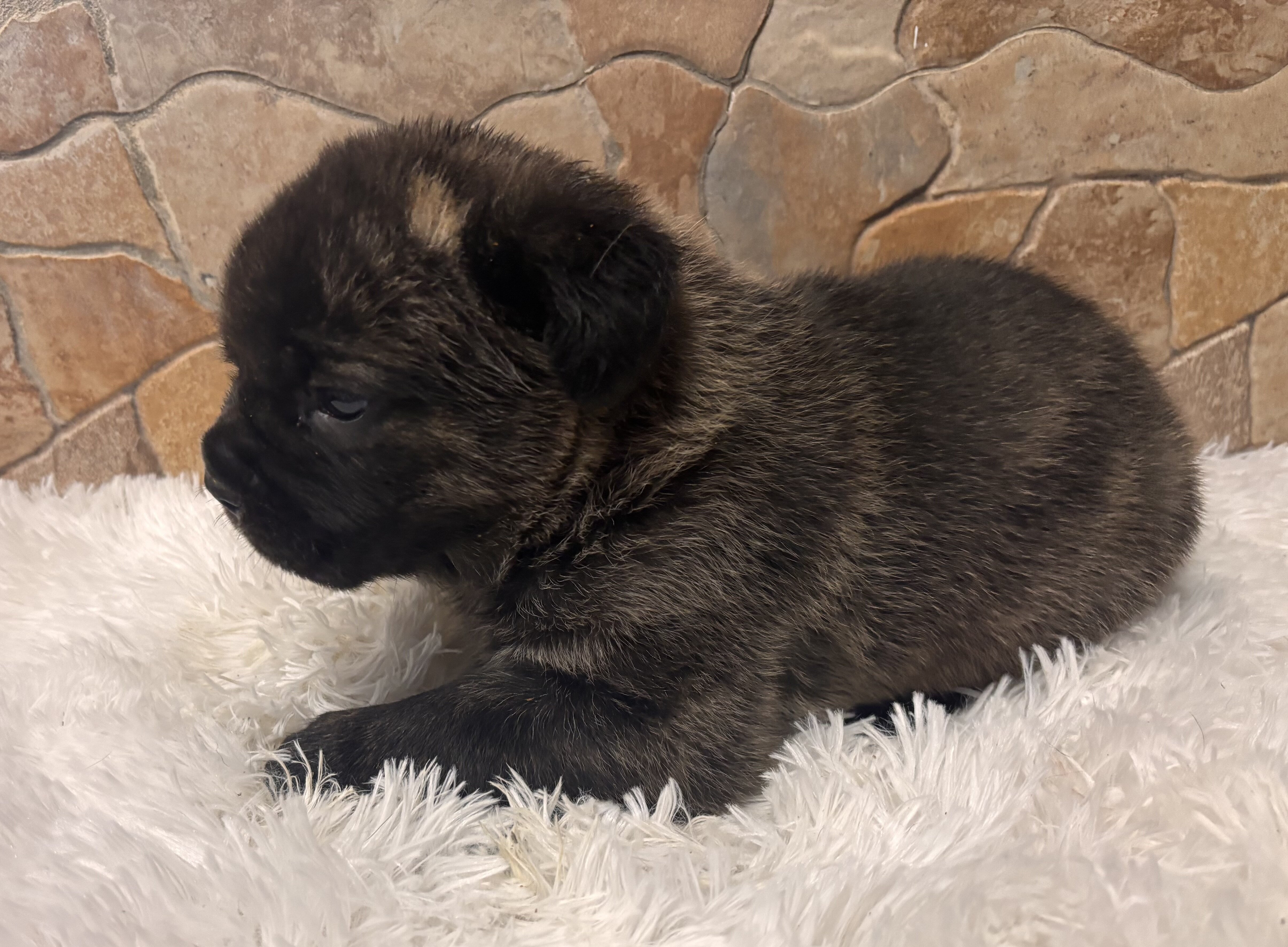 Cane Corso Puppies image 1