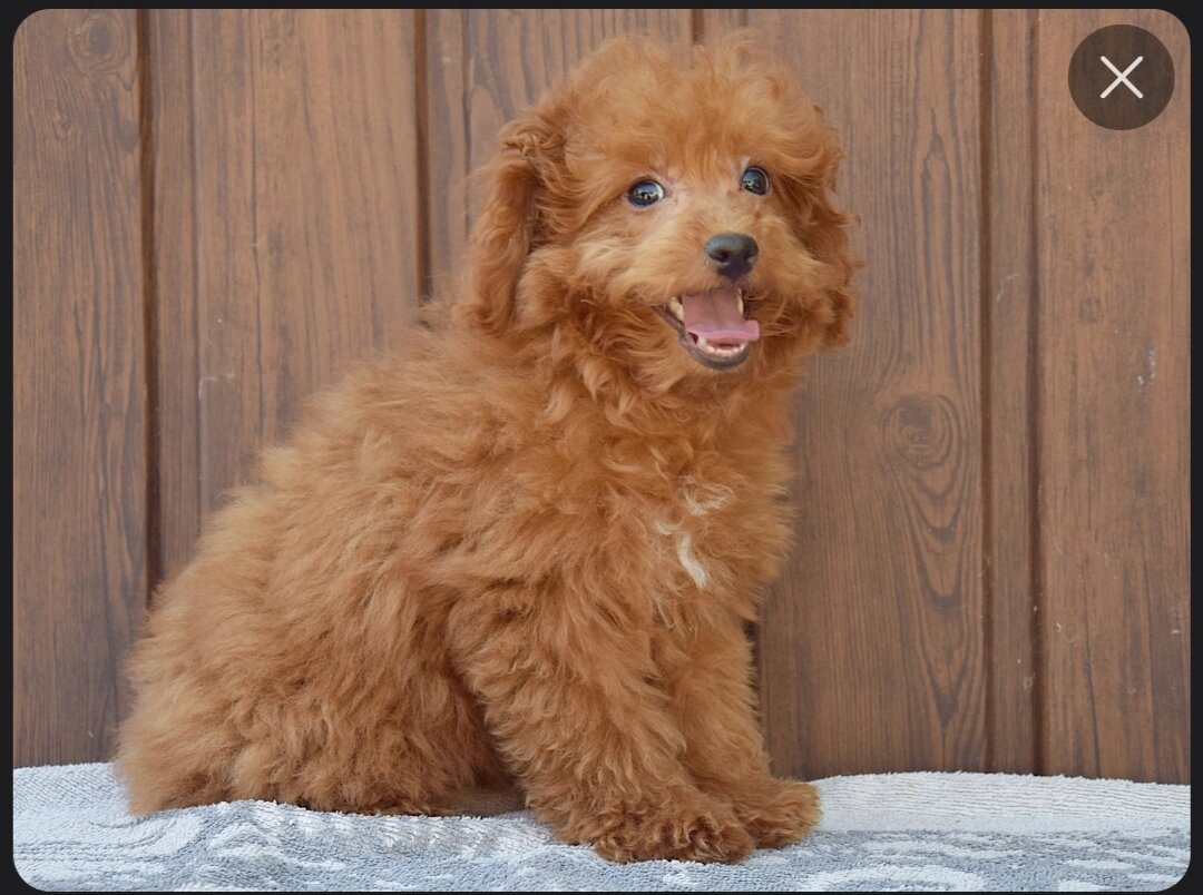 Charlie puppy image 1