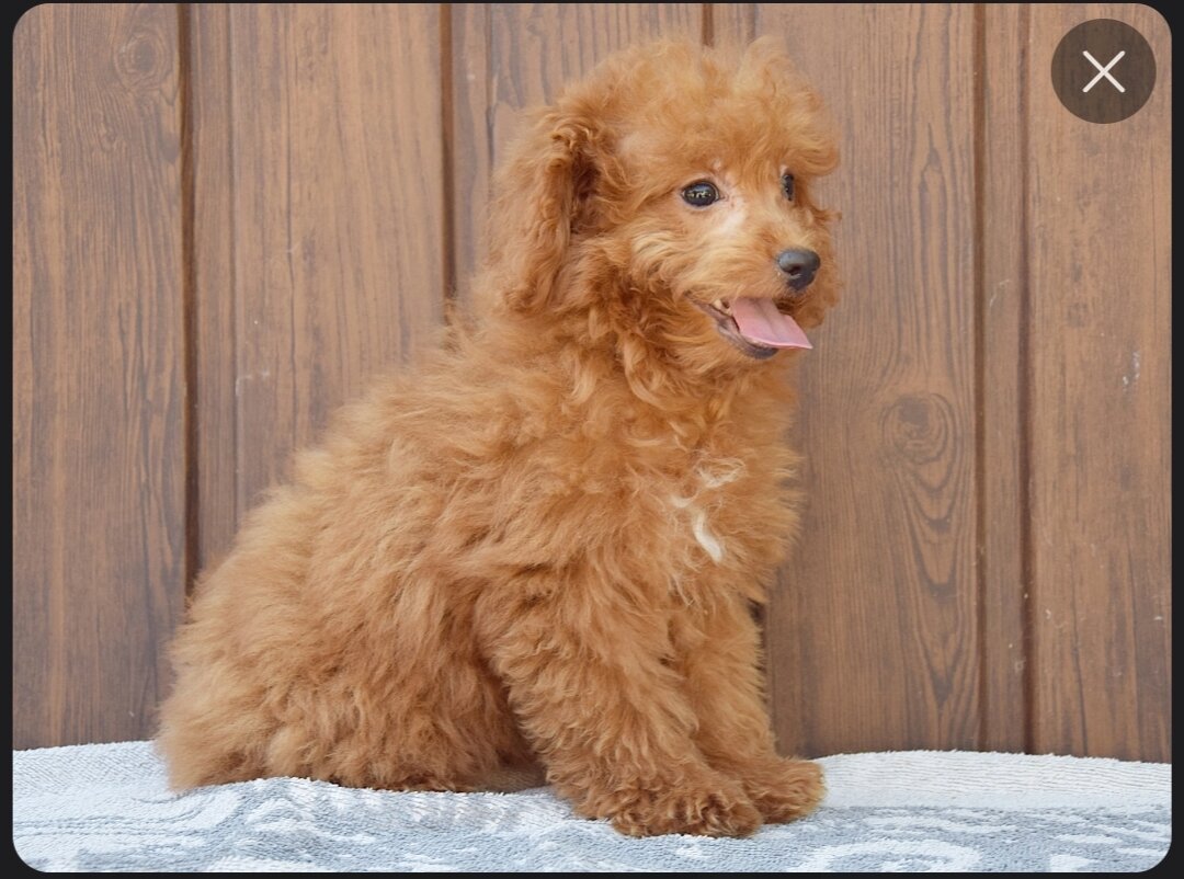 Charlie puppy image 2