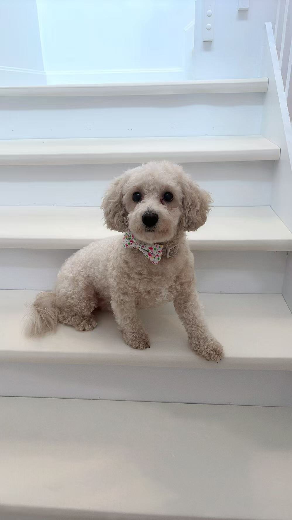 Poochon Mix– Looking for a Loving New Home image 2