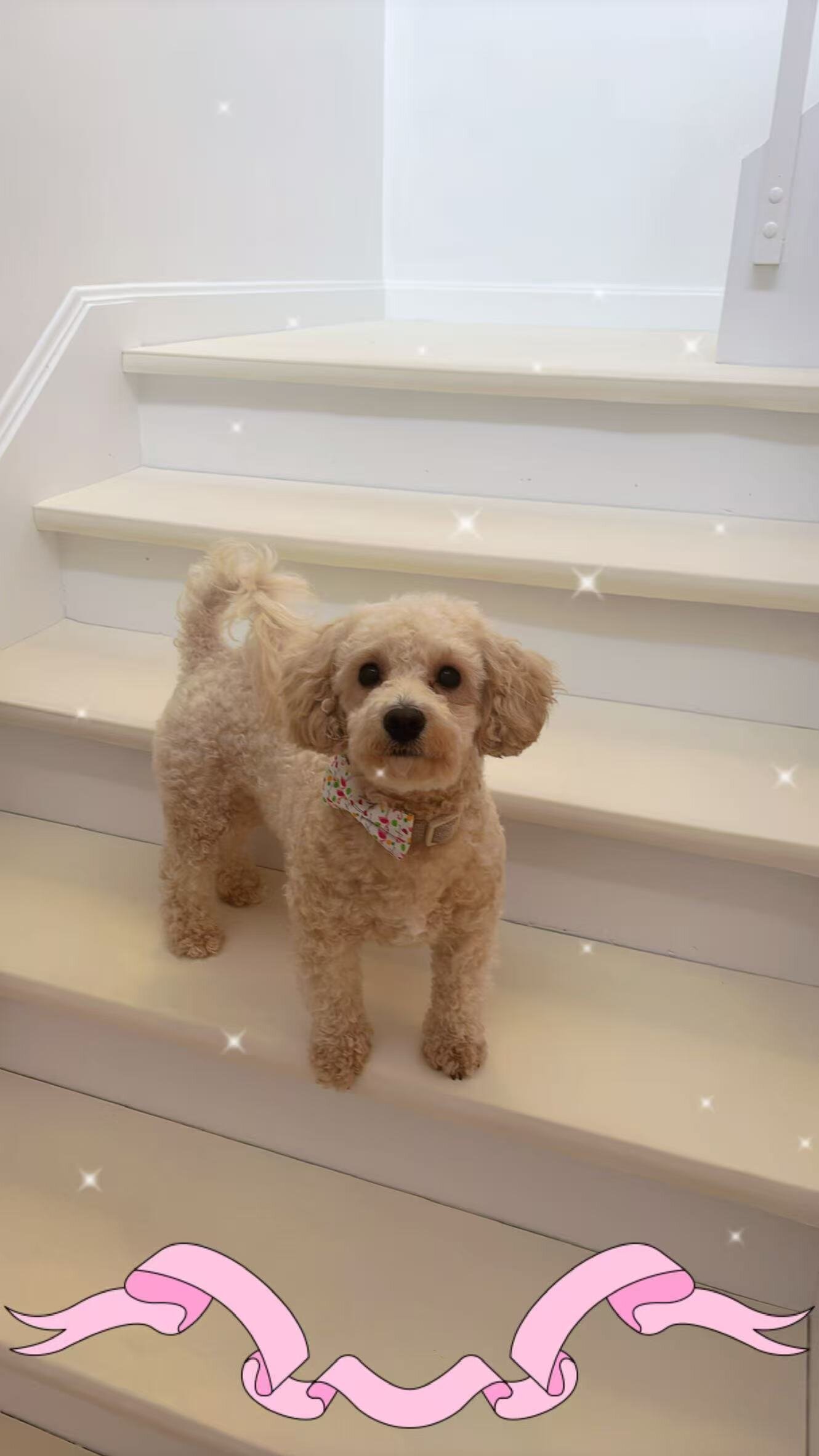 Poochon Mix– Looking for a Loving New Home image 1