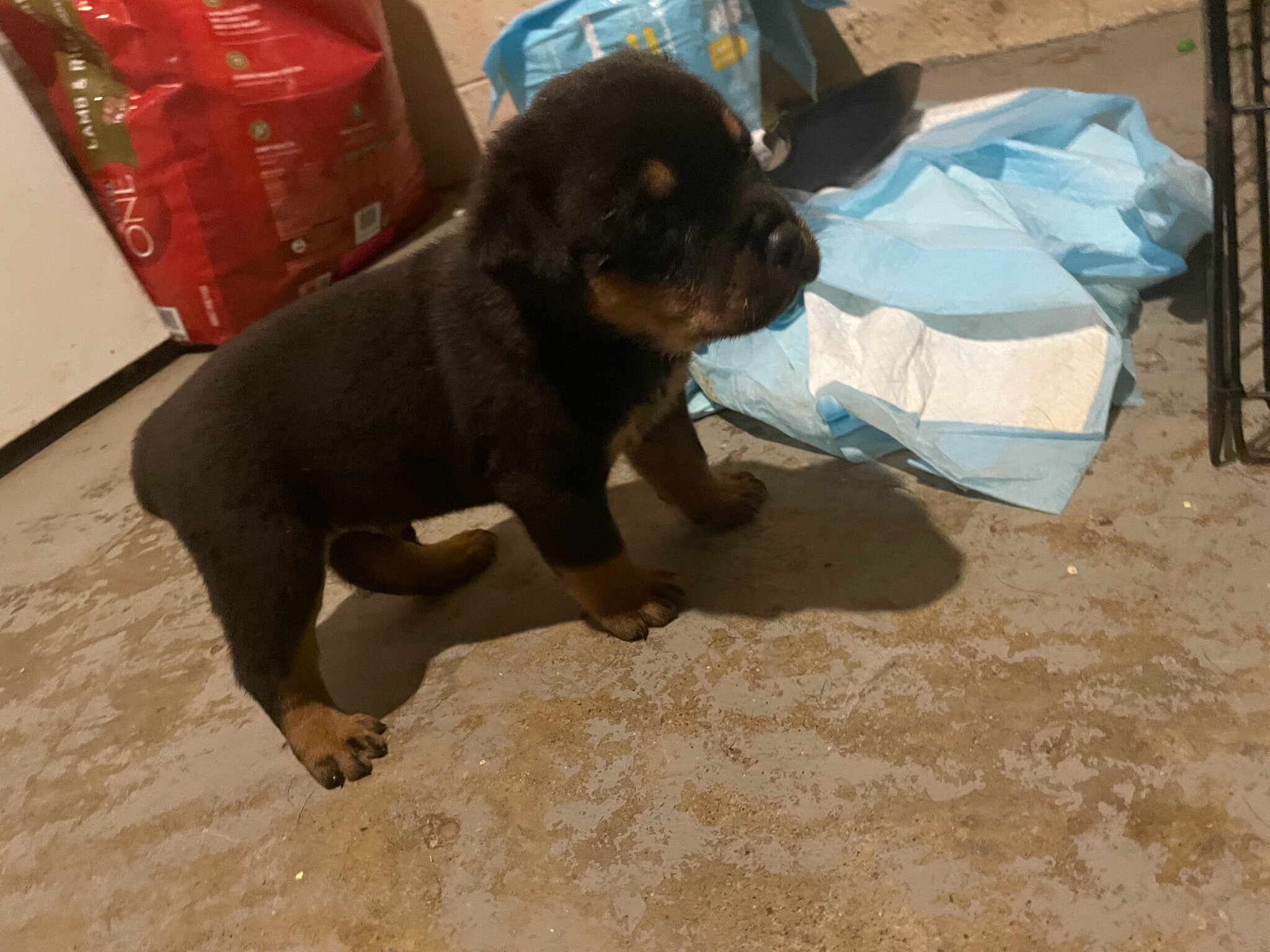 Rotti  pup image 2