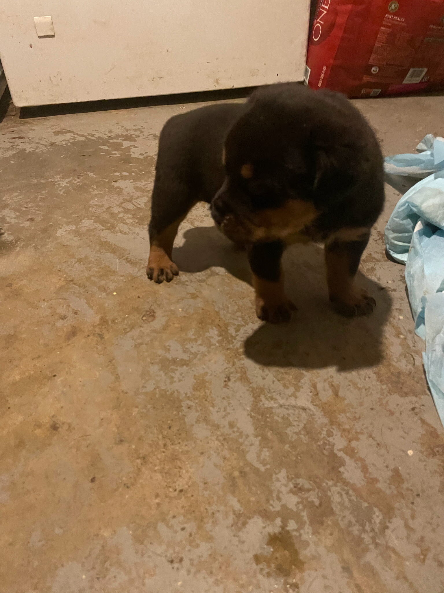 Rotti  pup image 1
