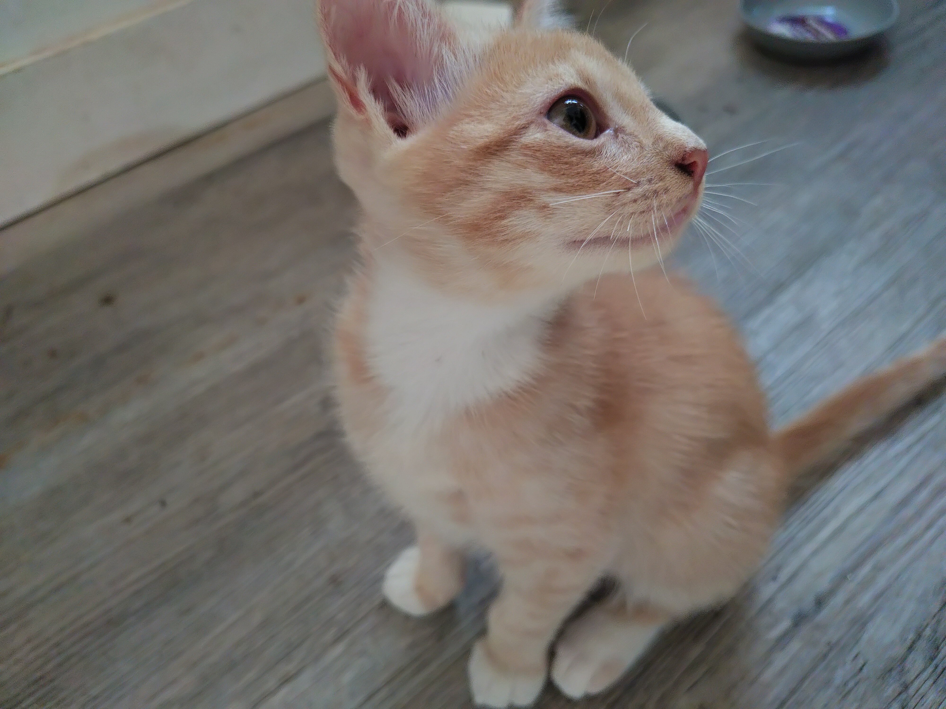 Kittens image 4