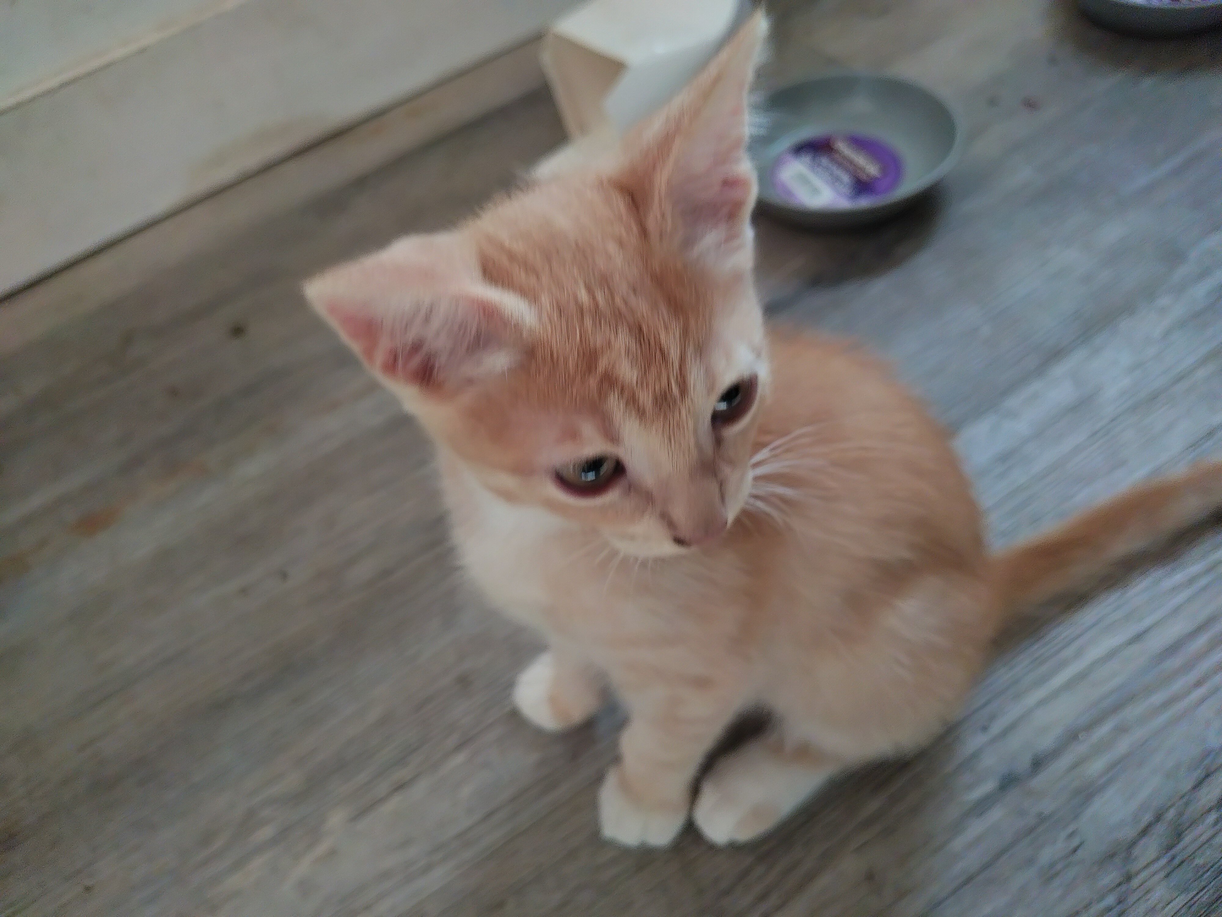 Kittens image 3