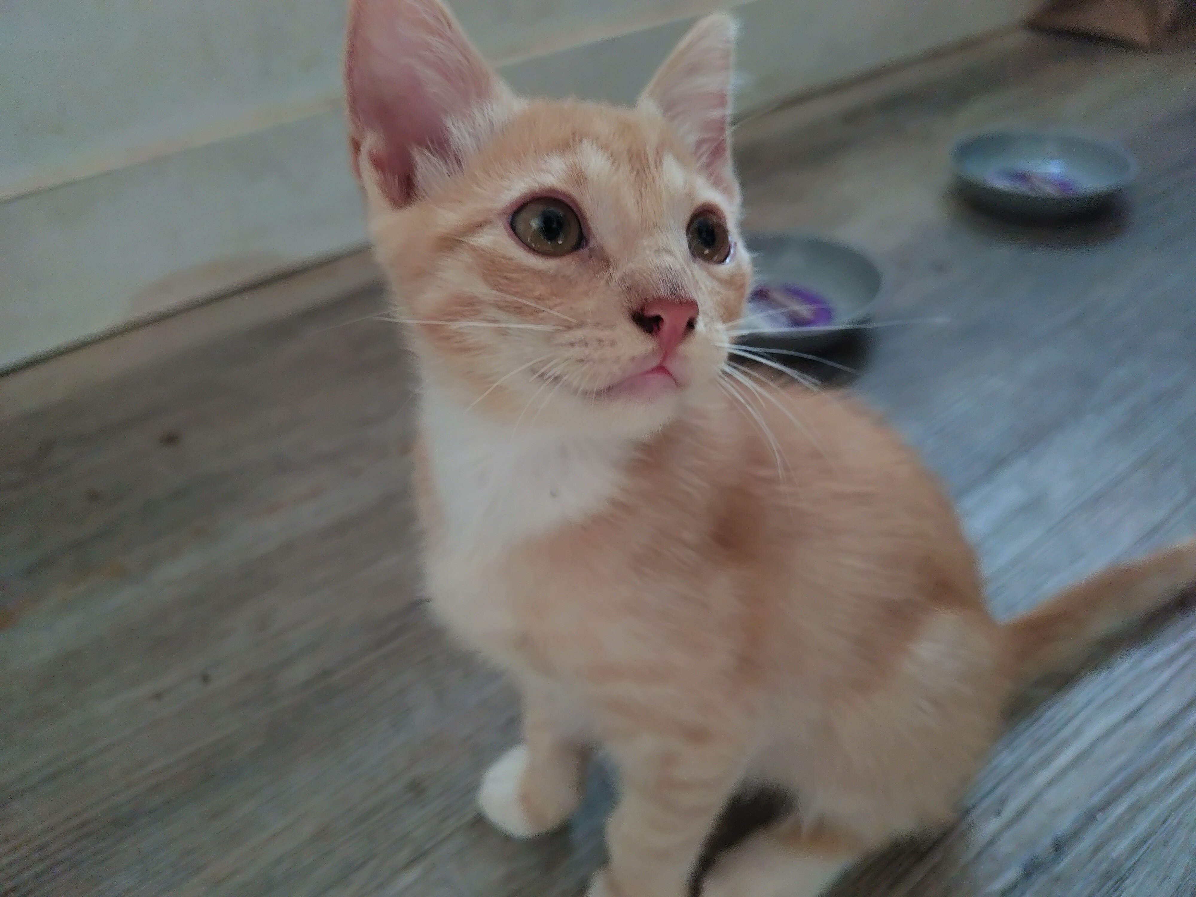 Kittens image 2