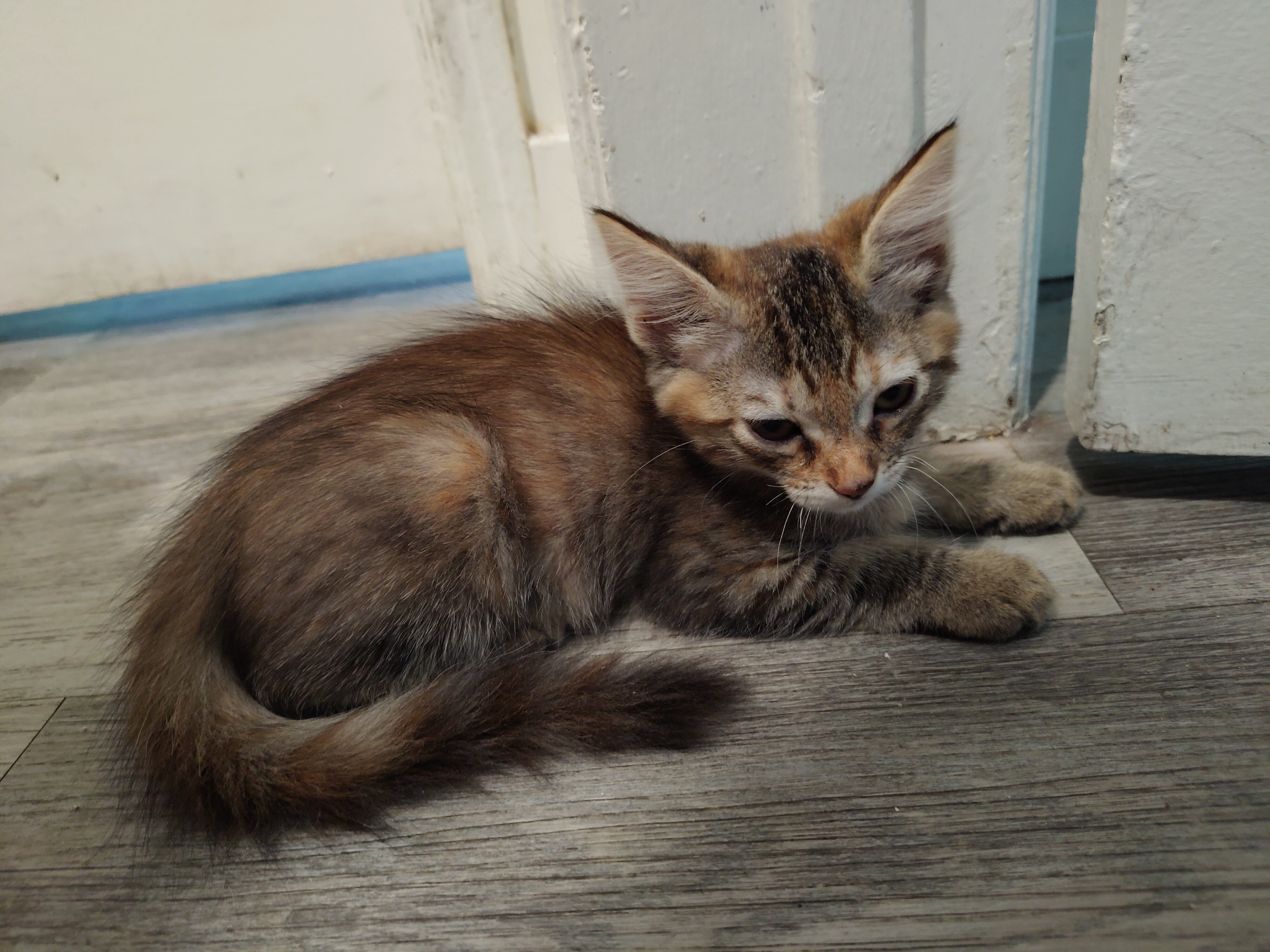 Kittens image 1